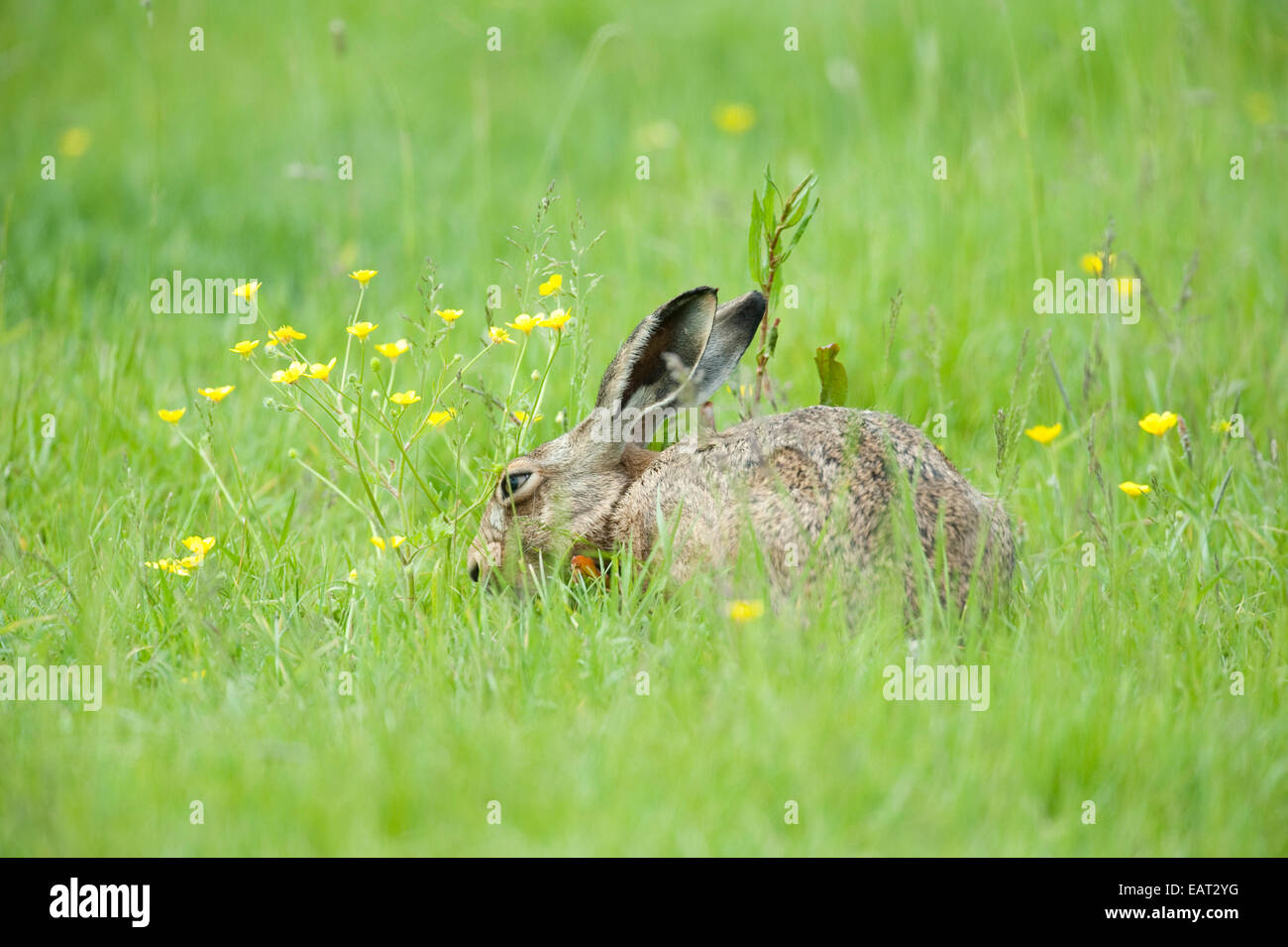 Brown Hare Lepus europaeus UK Stock Photo