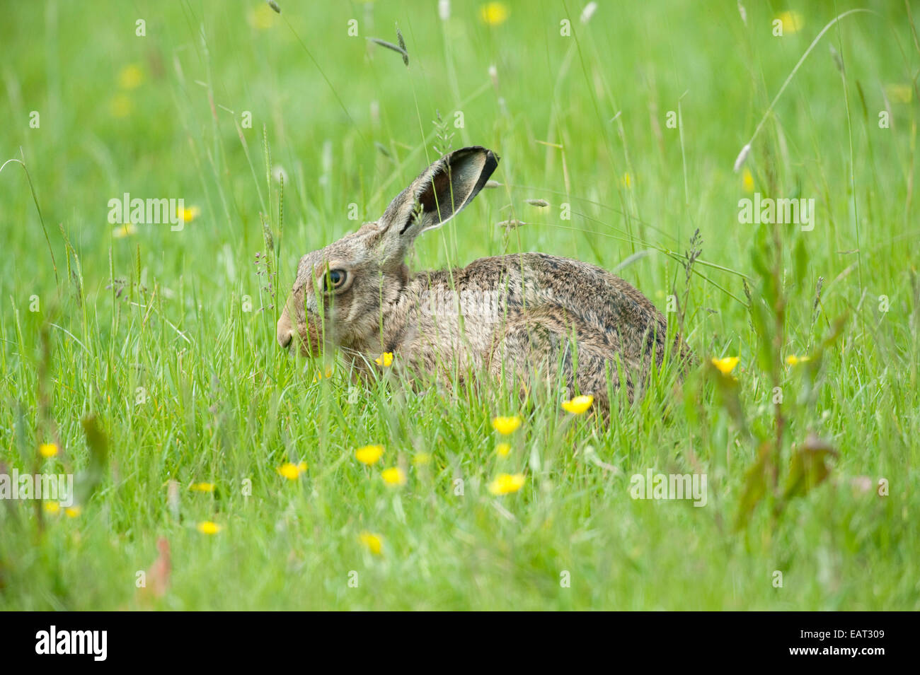 Brown Hare Lepus europaeus UK Stock Photo