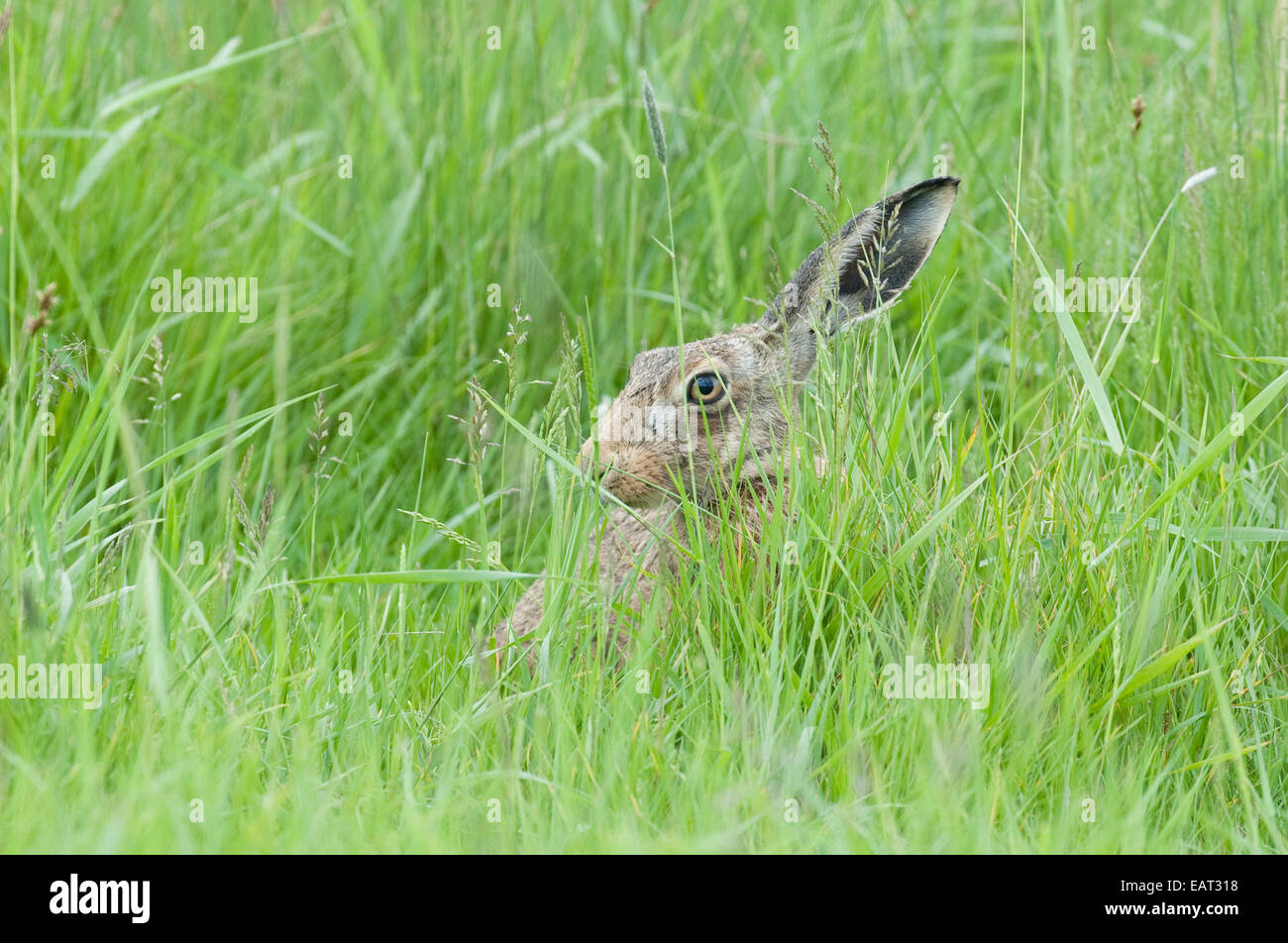 Brown Hare Lepus europaeus UK Stock Photo