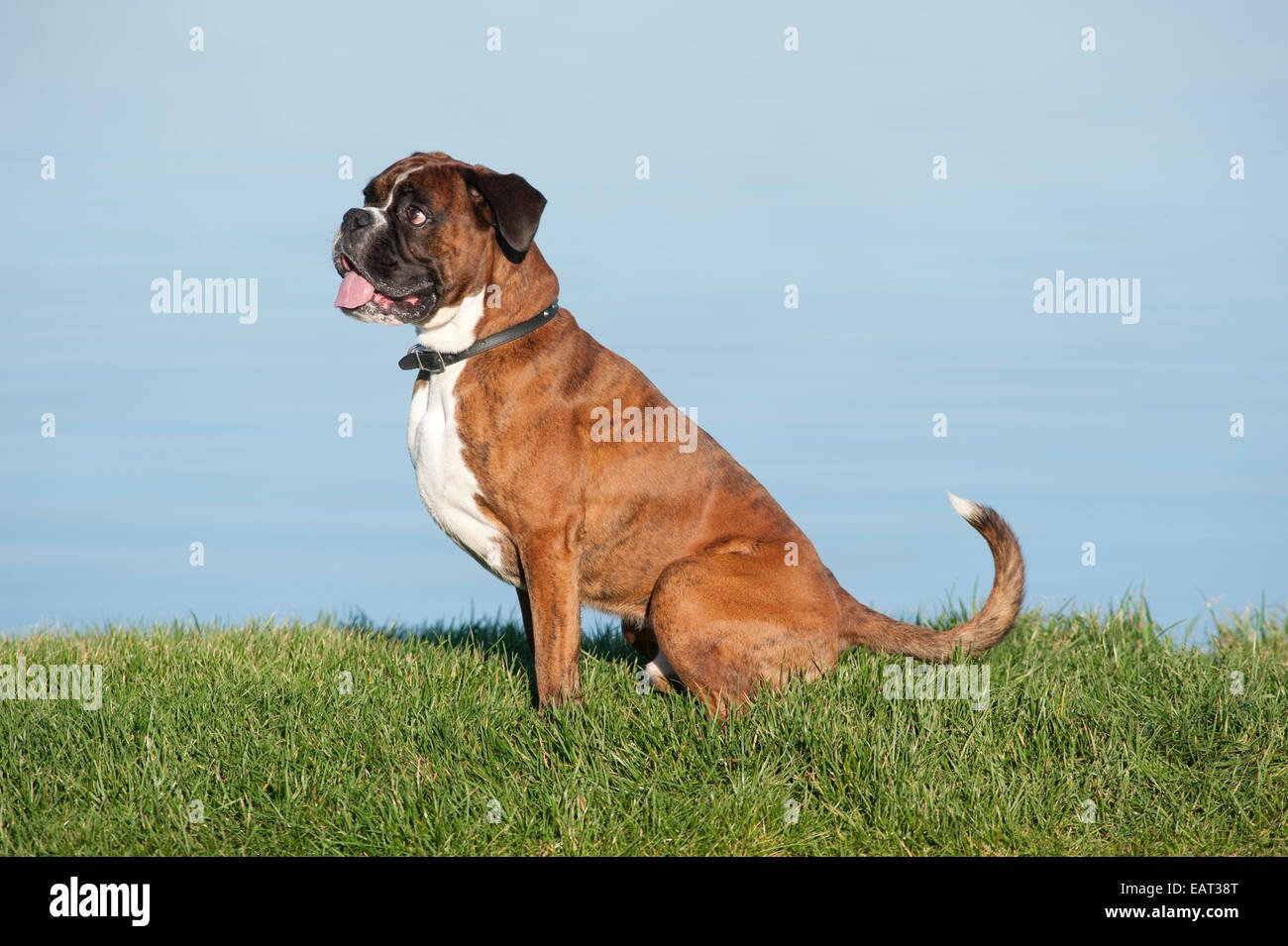 Boxer Dog 7 Years Old Uk Stock Photo Alamy