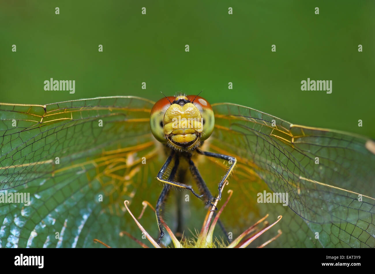 Funny dragonfly sitting on herb on green background Stock Photo