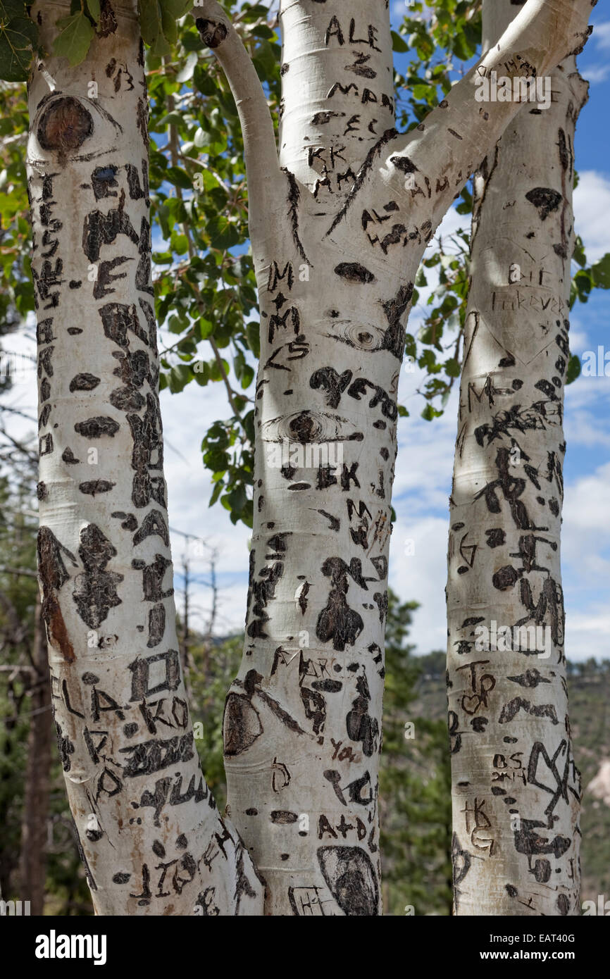 Graffiti Defacing Aspen Trees Stock Photo - Alamy