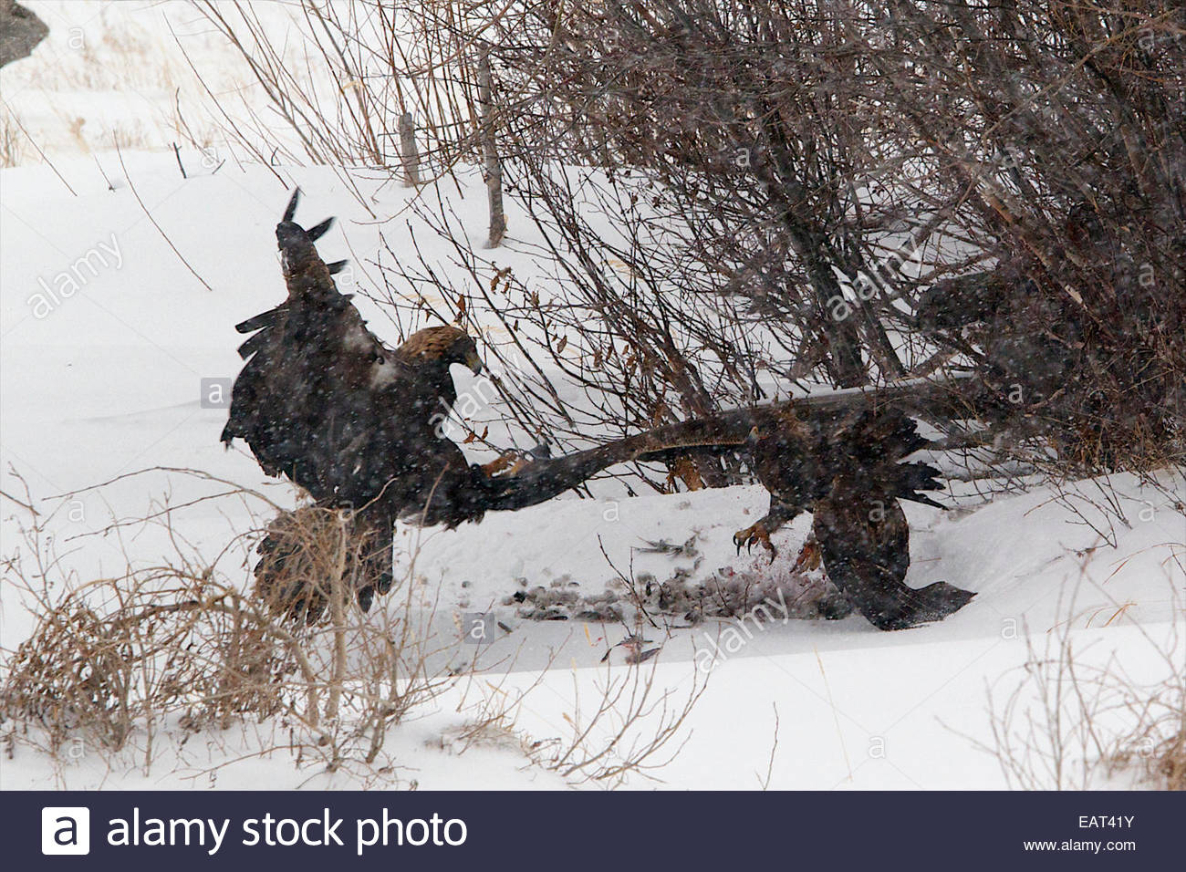 A Golden Eagle Attacks Another Eagle For Food Stock Photo