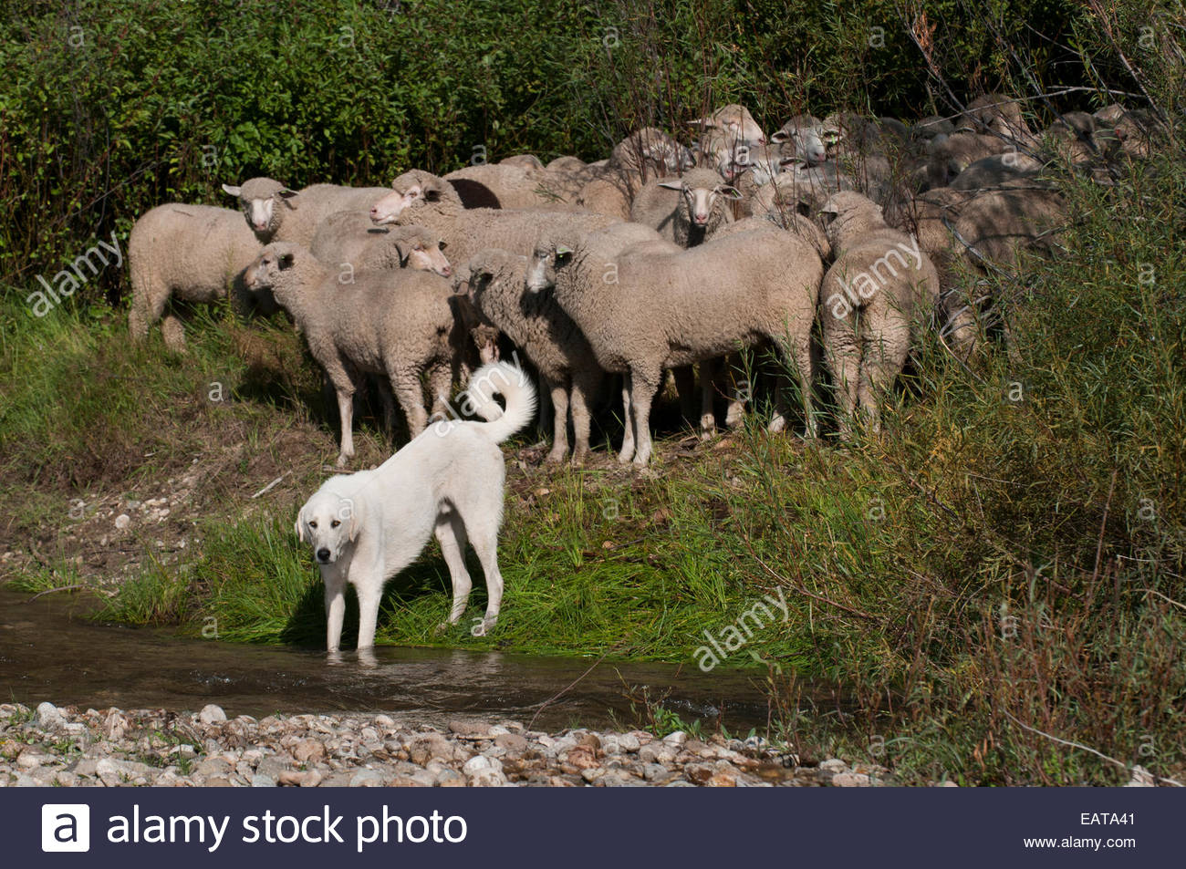 flock protecting dogs