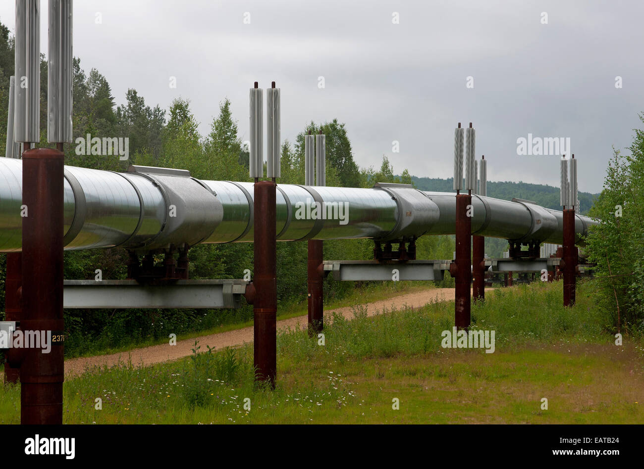 Section of the Trans Alaska Pipeline near Fairbanks. Stock Photo