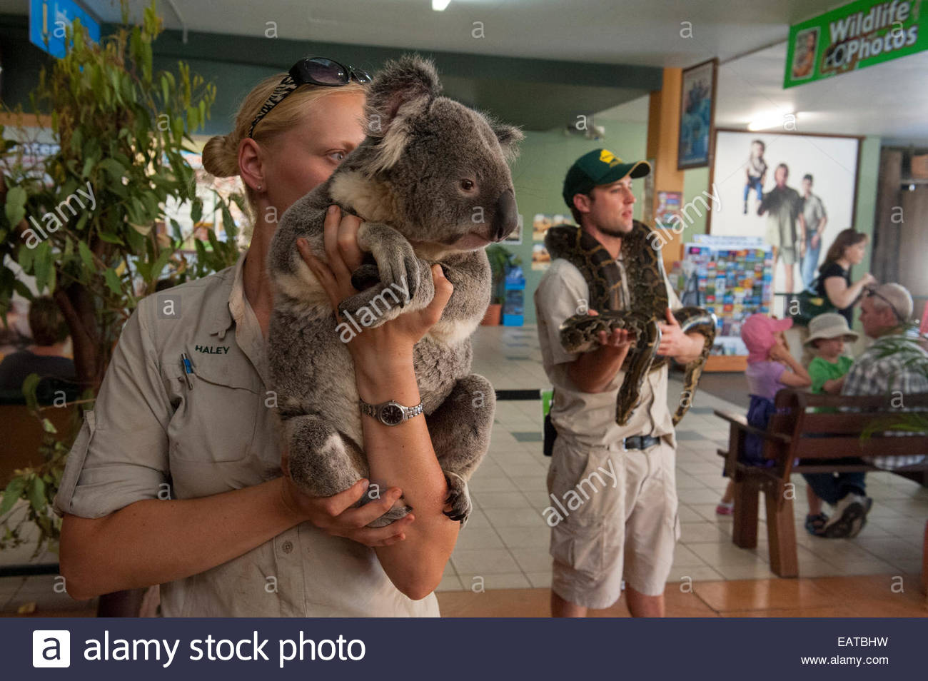 A Federally Threatened Koala And A Python Wait To Have Their