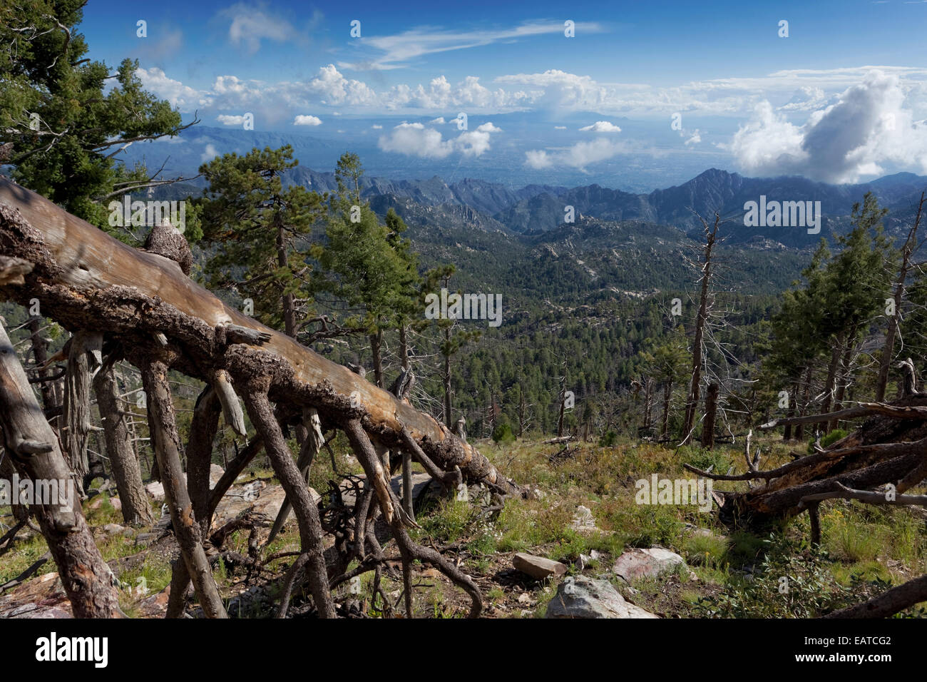 Tucson and Surrounding Santa Catalina Mountains from the Summit of 9,000 ft Mt. Lemon, Arizona Stock Photo