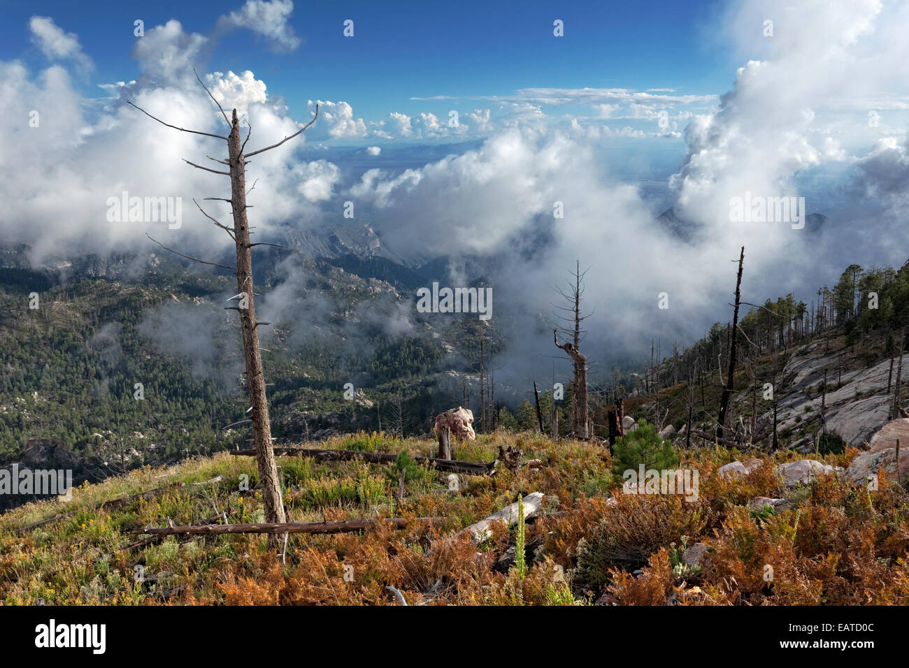 View from the Summit of 9,000 ft Mt. Lemmon, Santa Catalina Mountains, Arizona Stock Photo