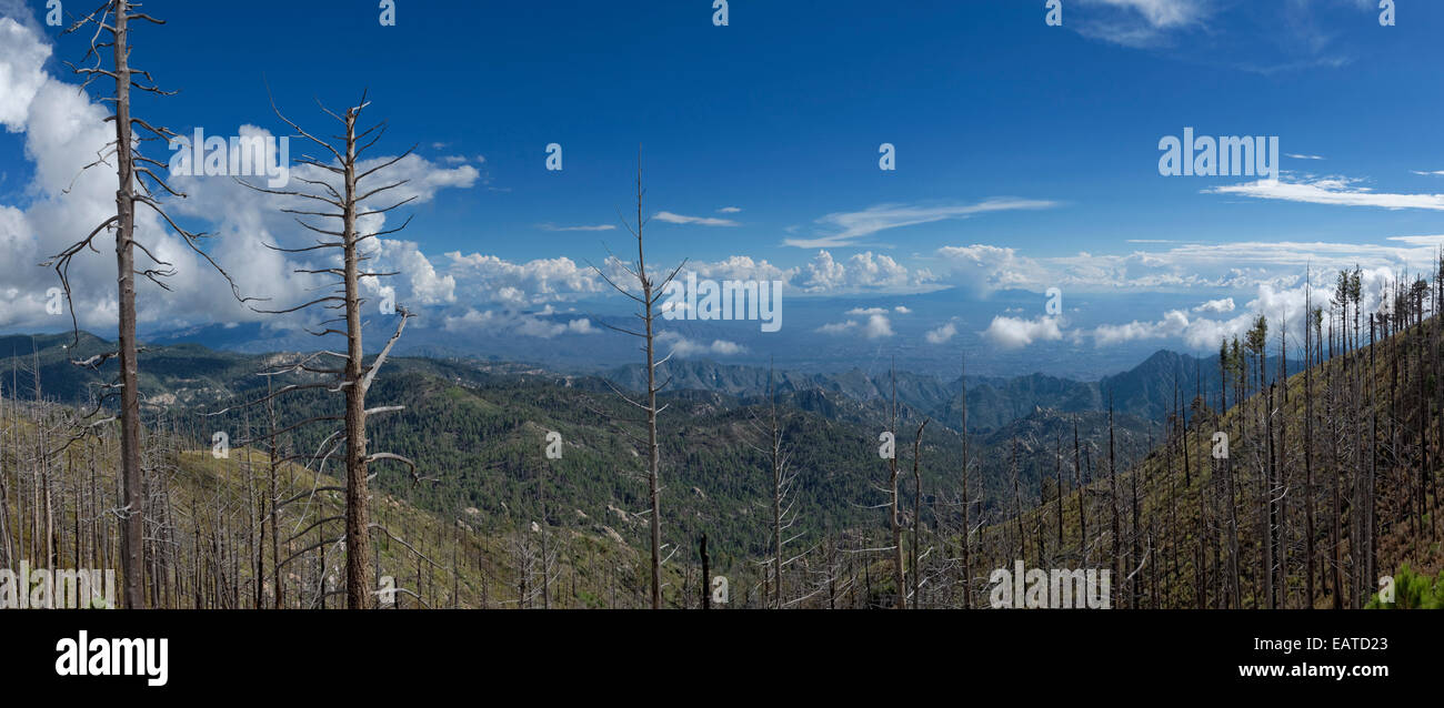 Panoramic View of Ghost Trees from the Aspen Fire ( June 17, 2003), Tucson and Surrounding Mountains from the Summit of 9,000 ft Stock Photo