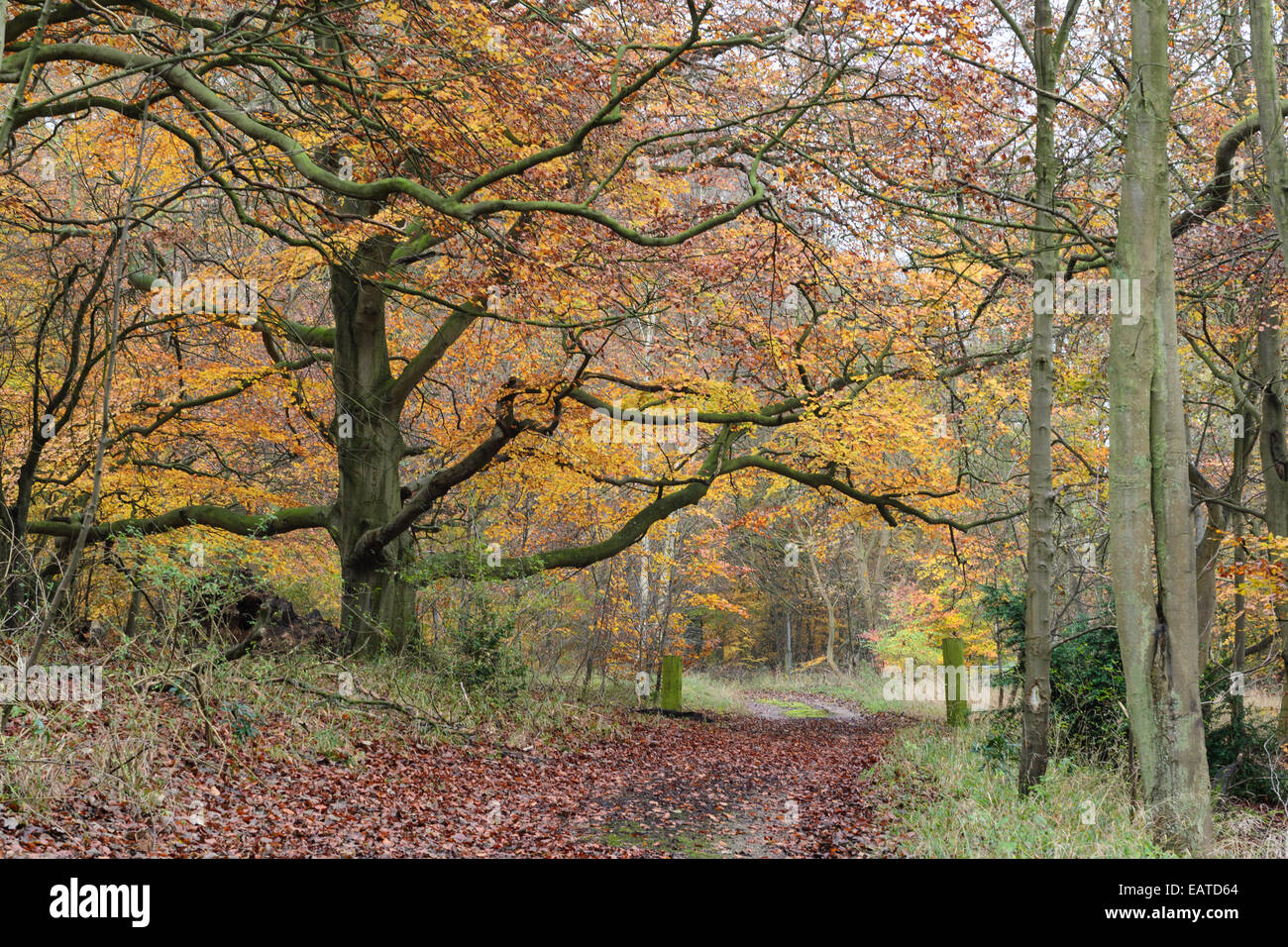 Autumn view in the chiltern woods near Chequers the prime minsters country retreat in Buckinghamshire England Chiltern Hills Stock Photo