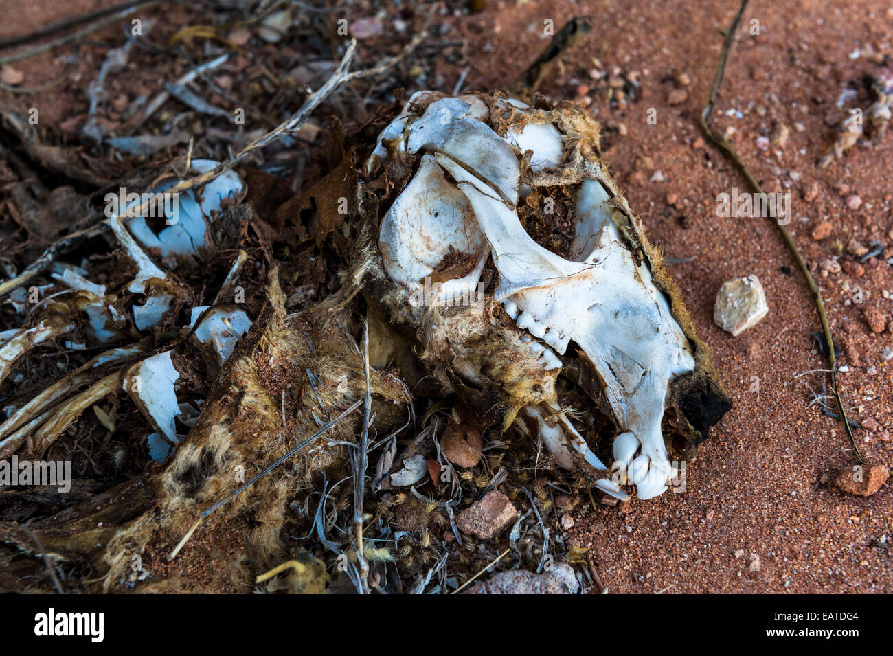 The skull and rotting fur of a dead kangaroo by a desert road. Stock Photo