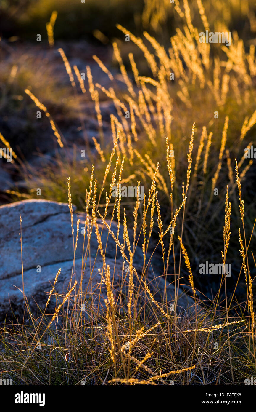 Dawn illuminates the seed heads of a desert spinifex grassland. Stock Photo