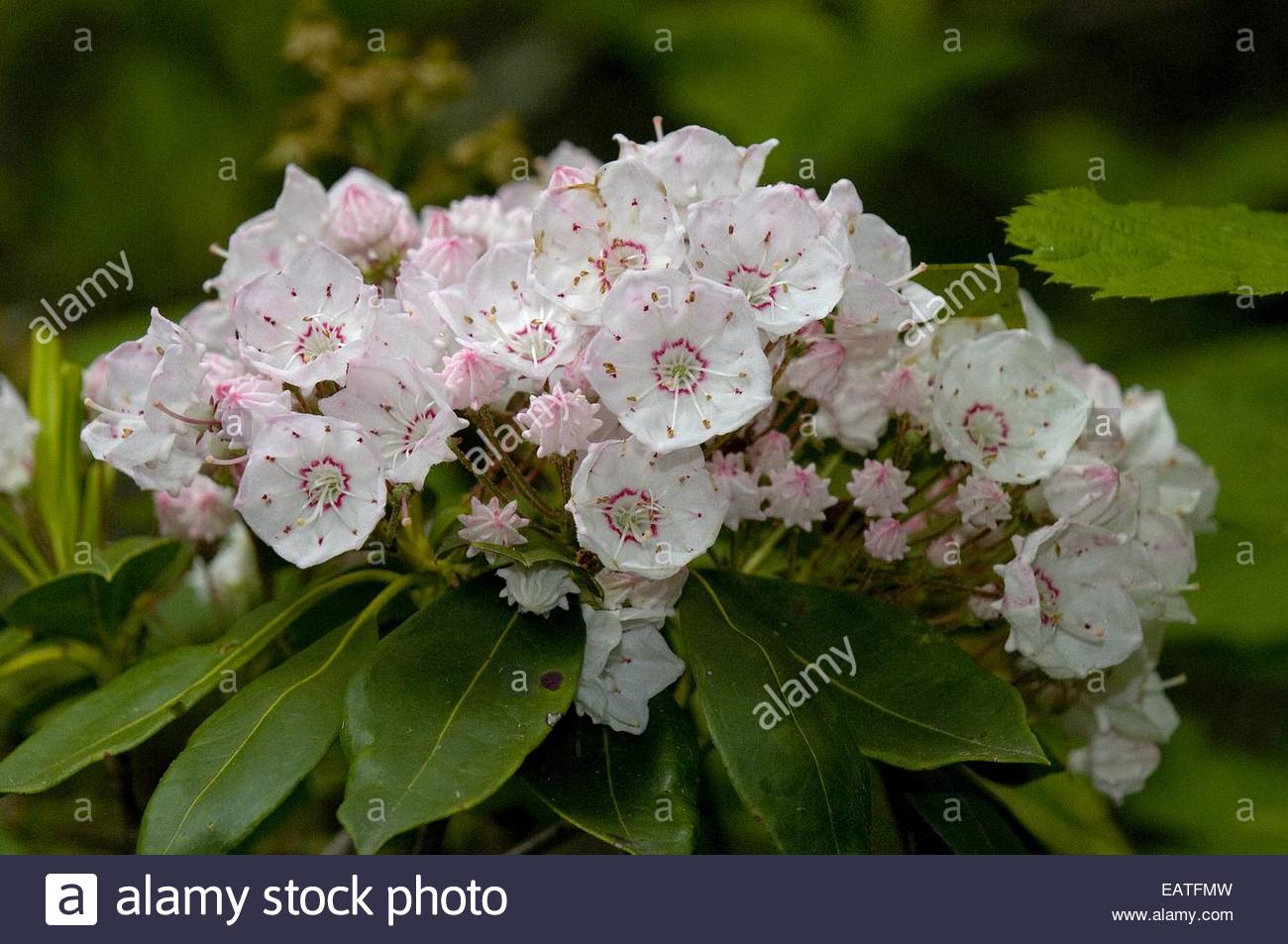 Mountain Laurel Or Spoonwood Kalmia Latifolia In Bloom Stock Photo Alamy