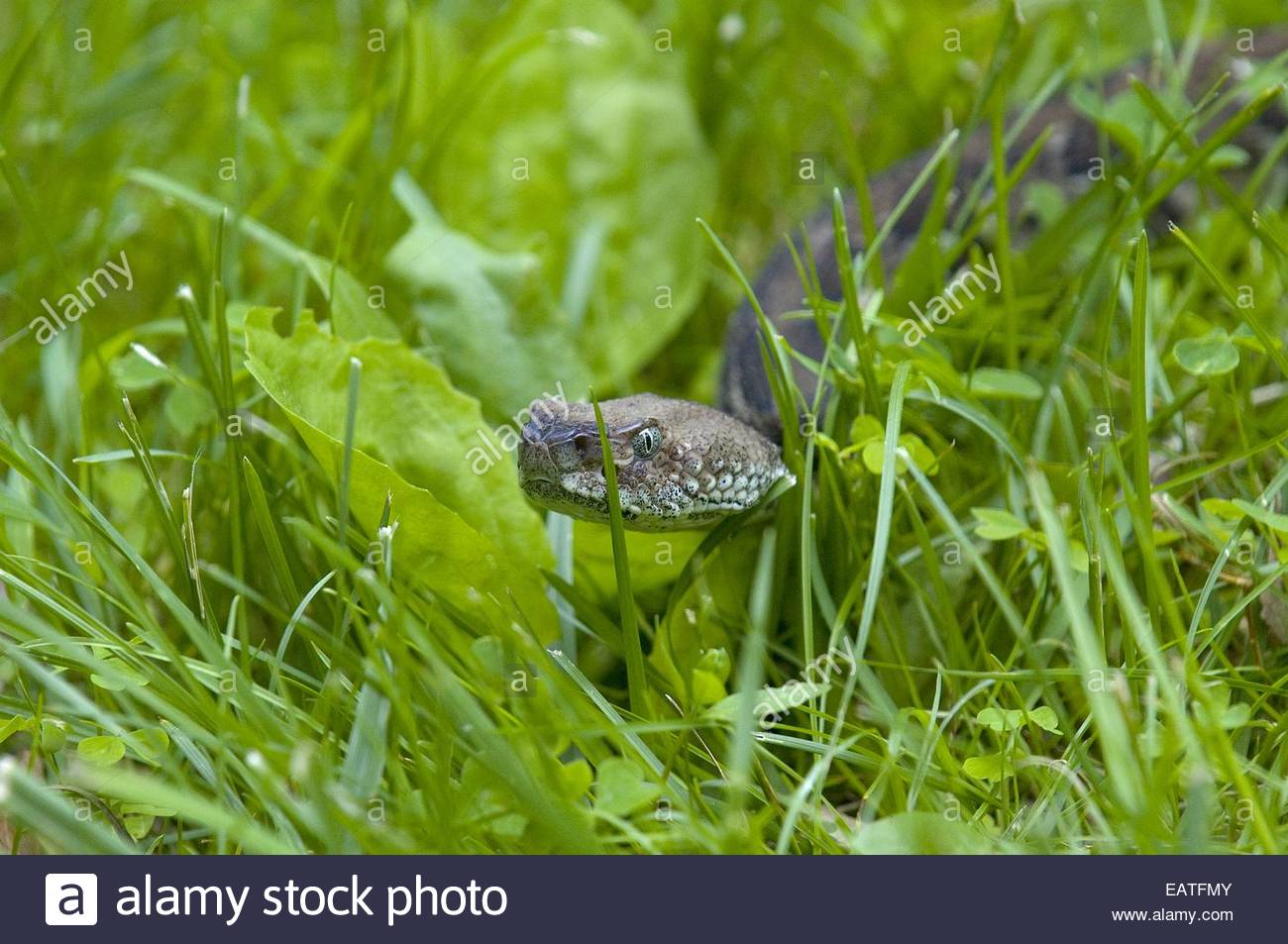 Rattlesnake Grass Stock Photos & Rattlesnake Grass Stock Images Alamy
