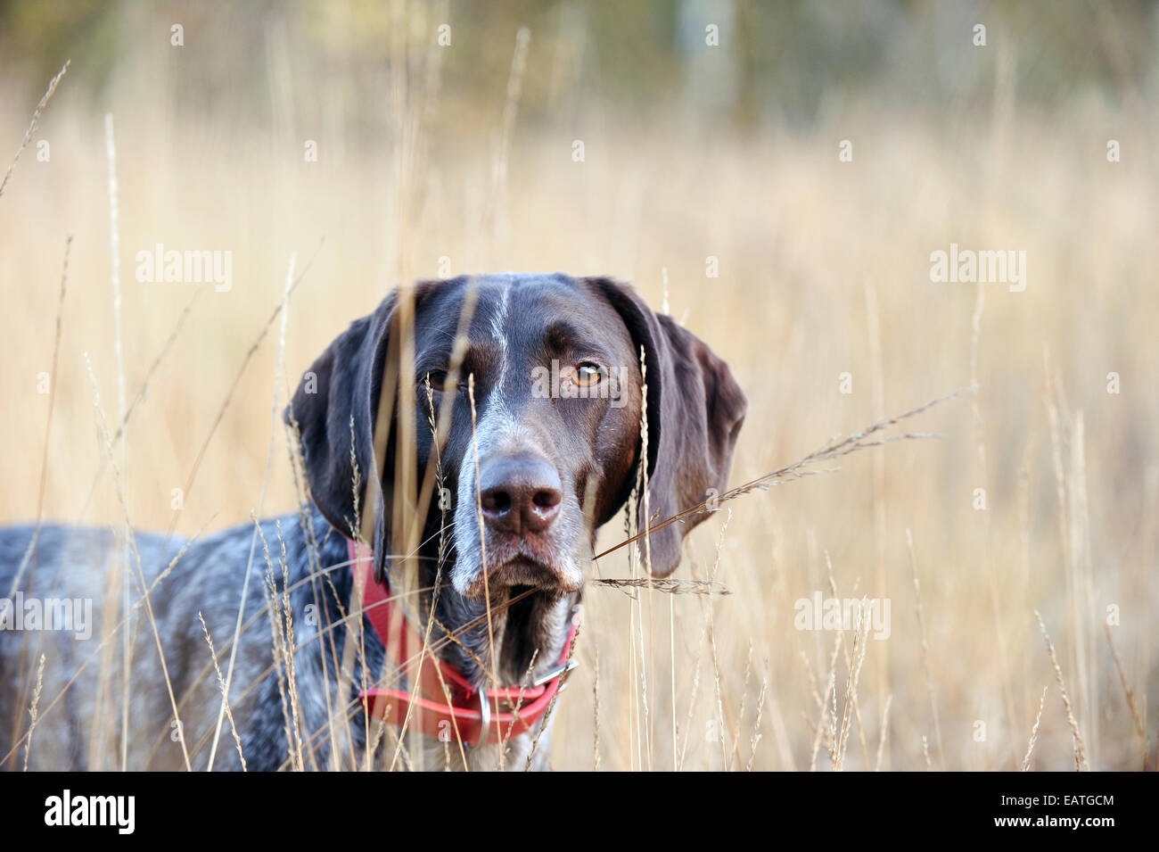 A German Shorthaired Pointer in the autumn fields Stock Photo