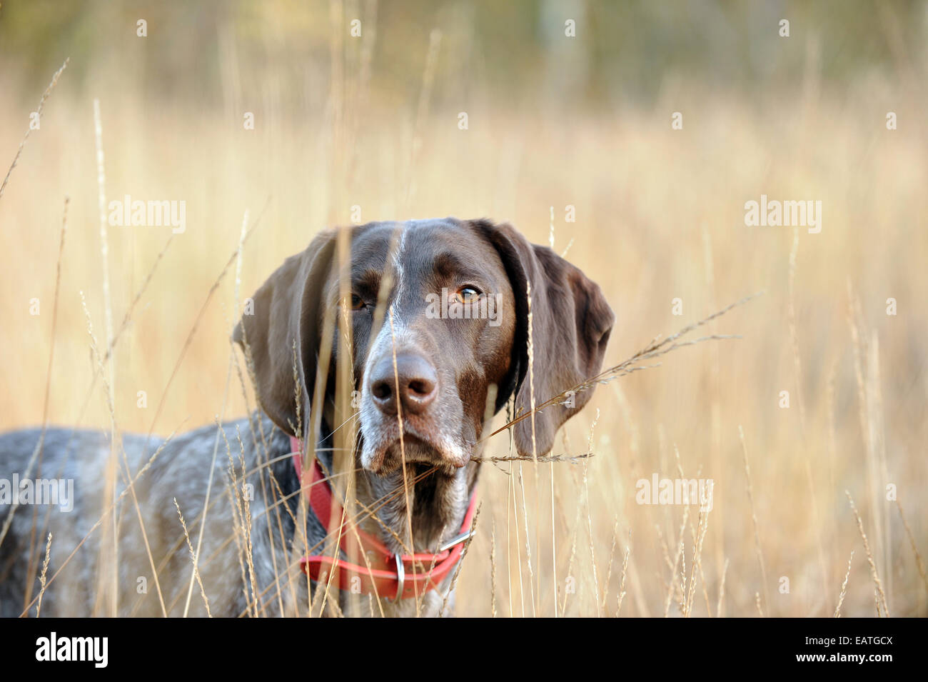 A German Shorthaired Pointer in the autumn fields Stock Photo