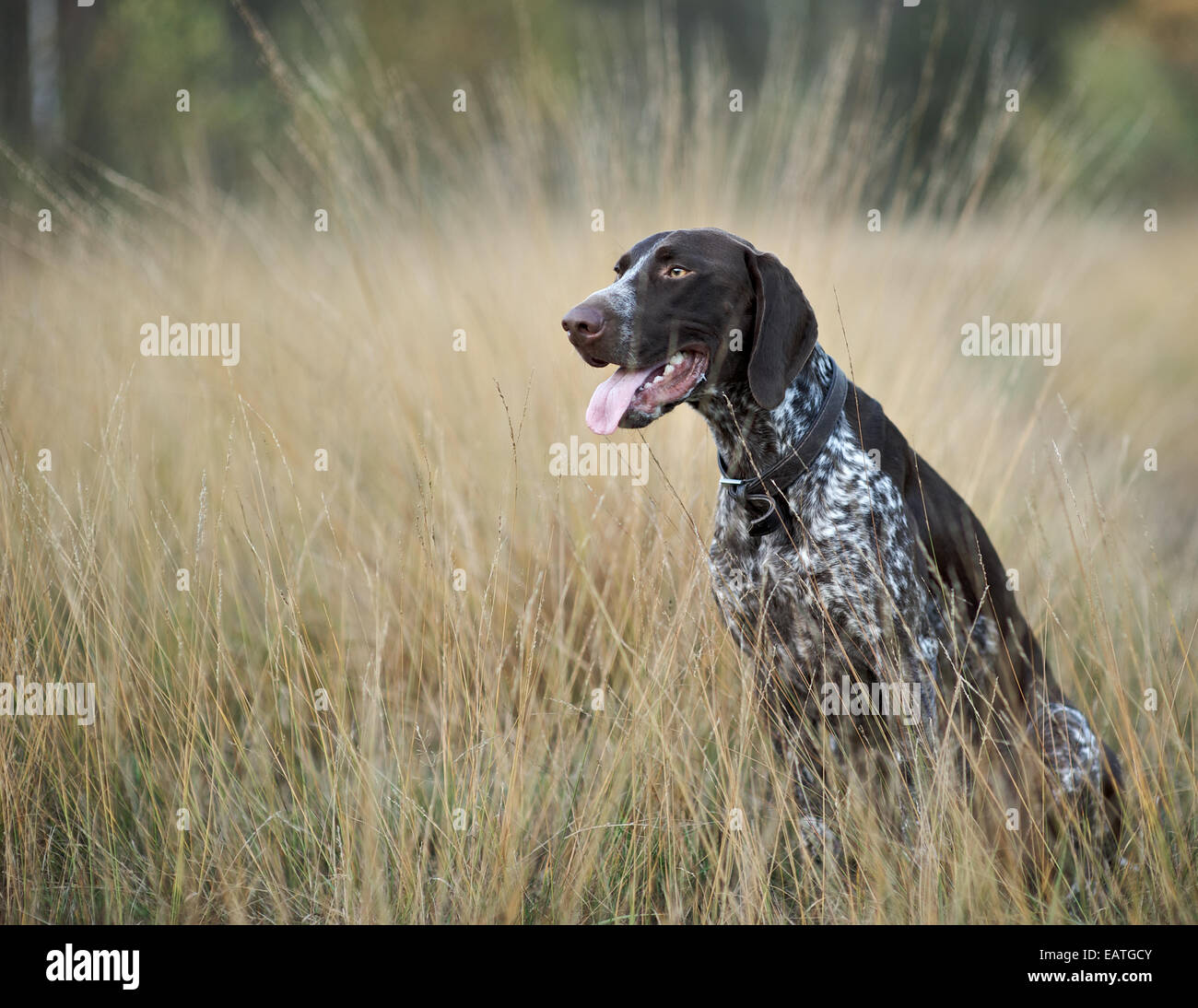 A German Shorthaired Pointer in the autumn fields Stock Photo