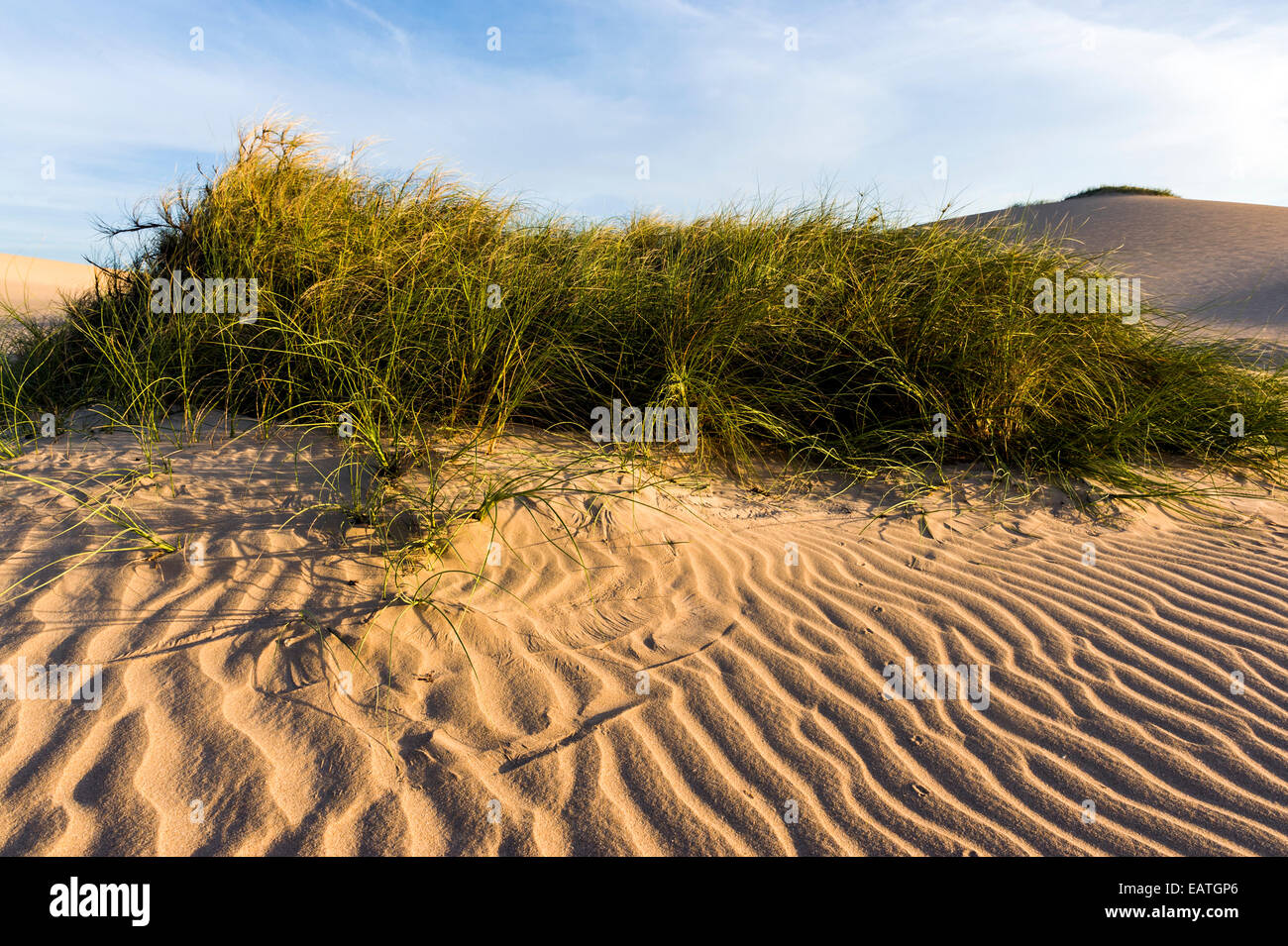Grass tussock stabilise windswept coastal desert sand dunes at sunset. Stock Photo