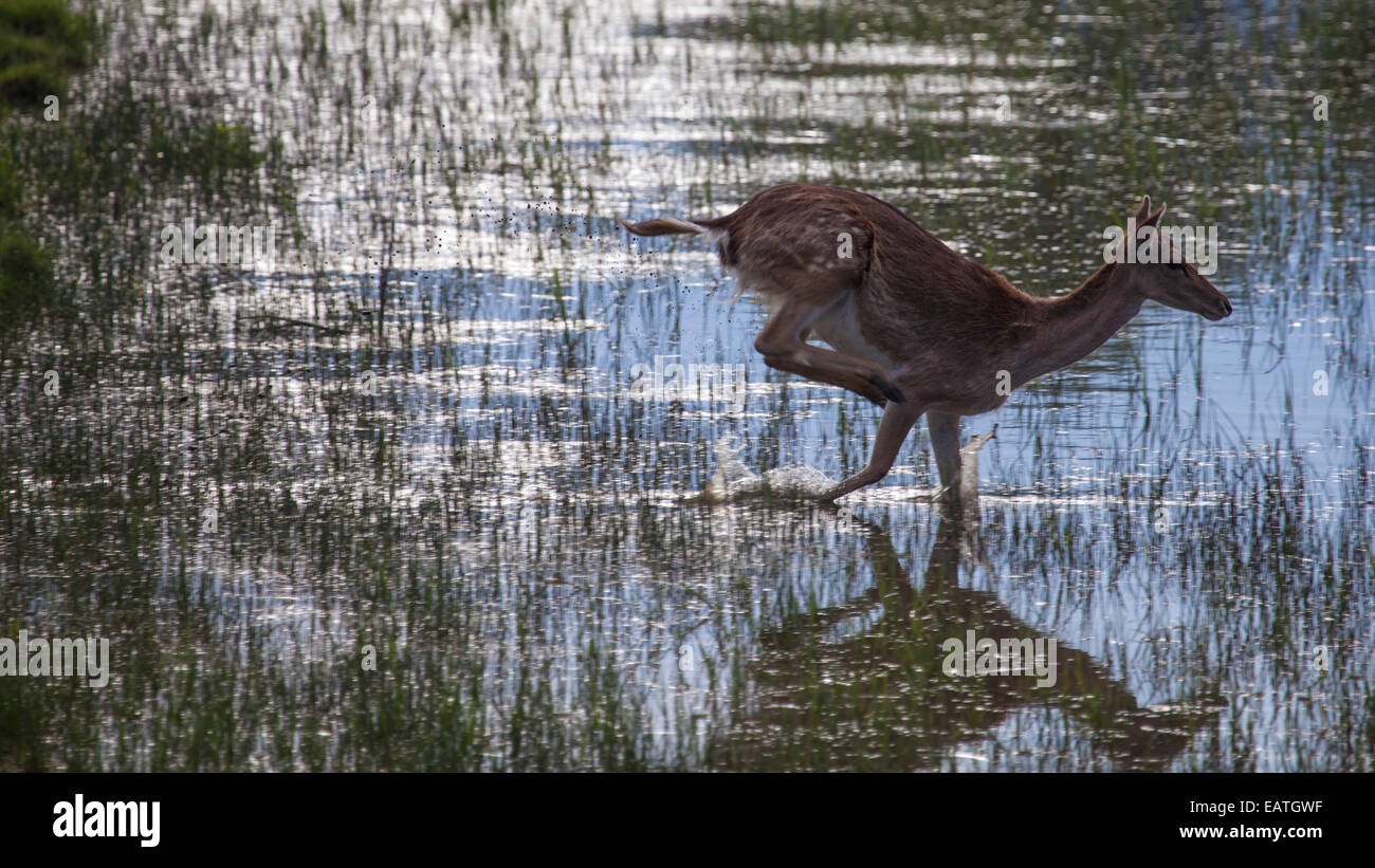fallowdeer crossing a river Stock Photo Alamy