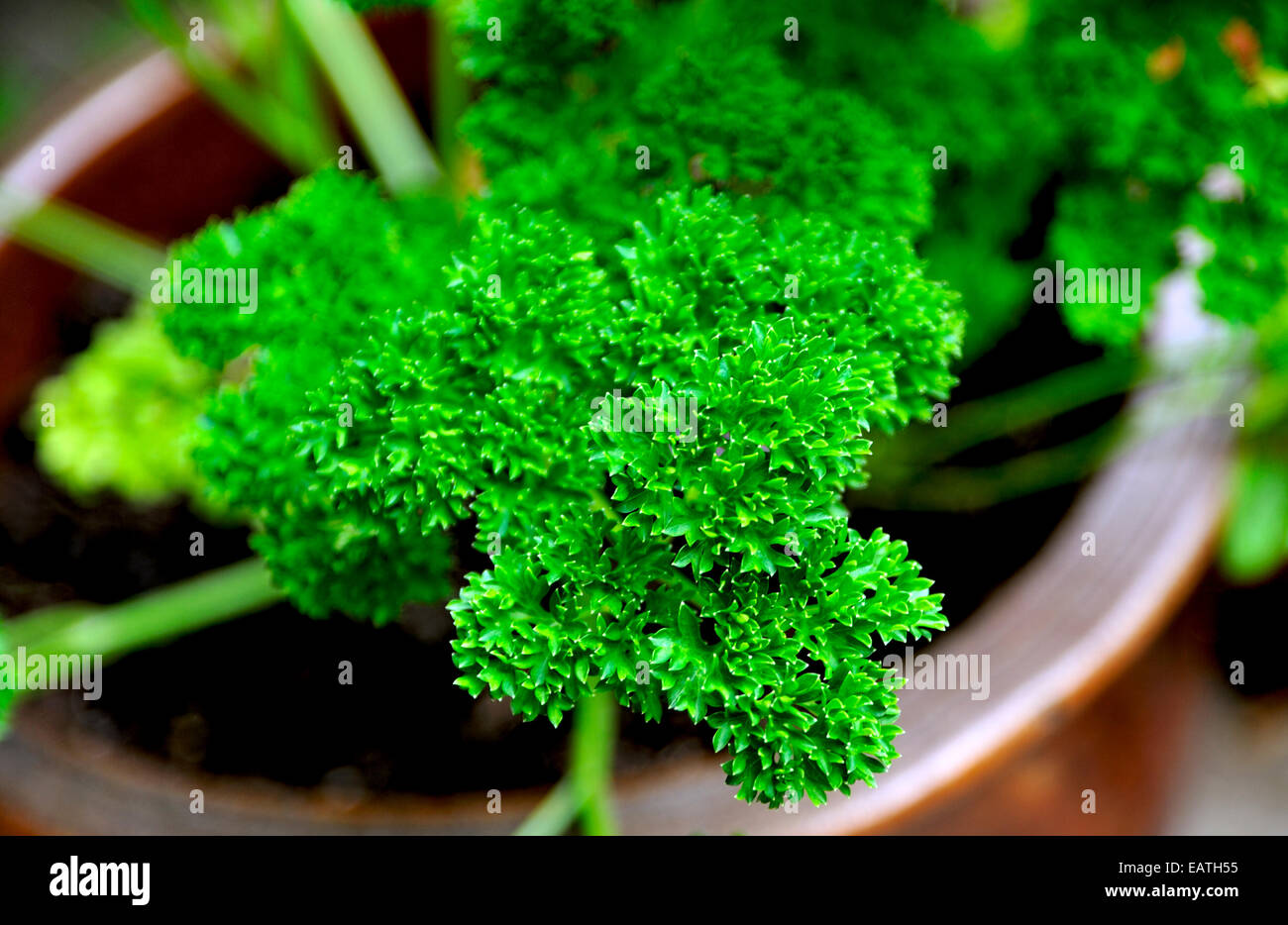 Fresh growing parsley in earthenware hires stock photography and
