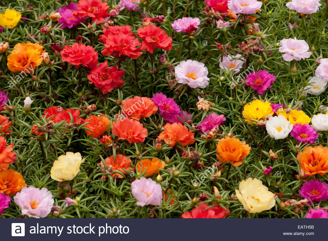 Moss Roses Stock Photos & Moss Roses Stock Images Alamy