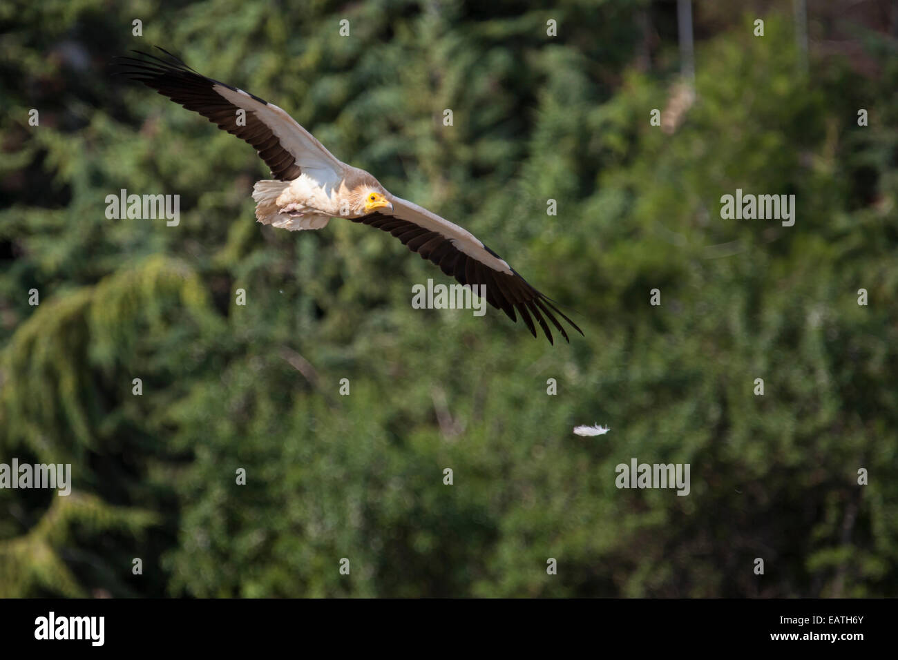 egyptian vulture flying as a feather floats beside Stock Photo