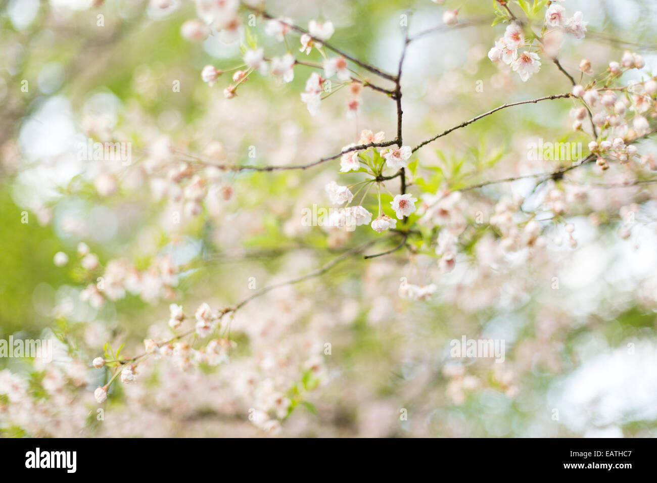 Chubu region japan cherry blossoms hi-res stock photography and images ...