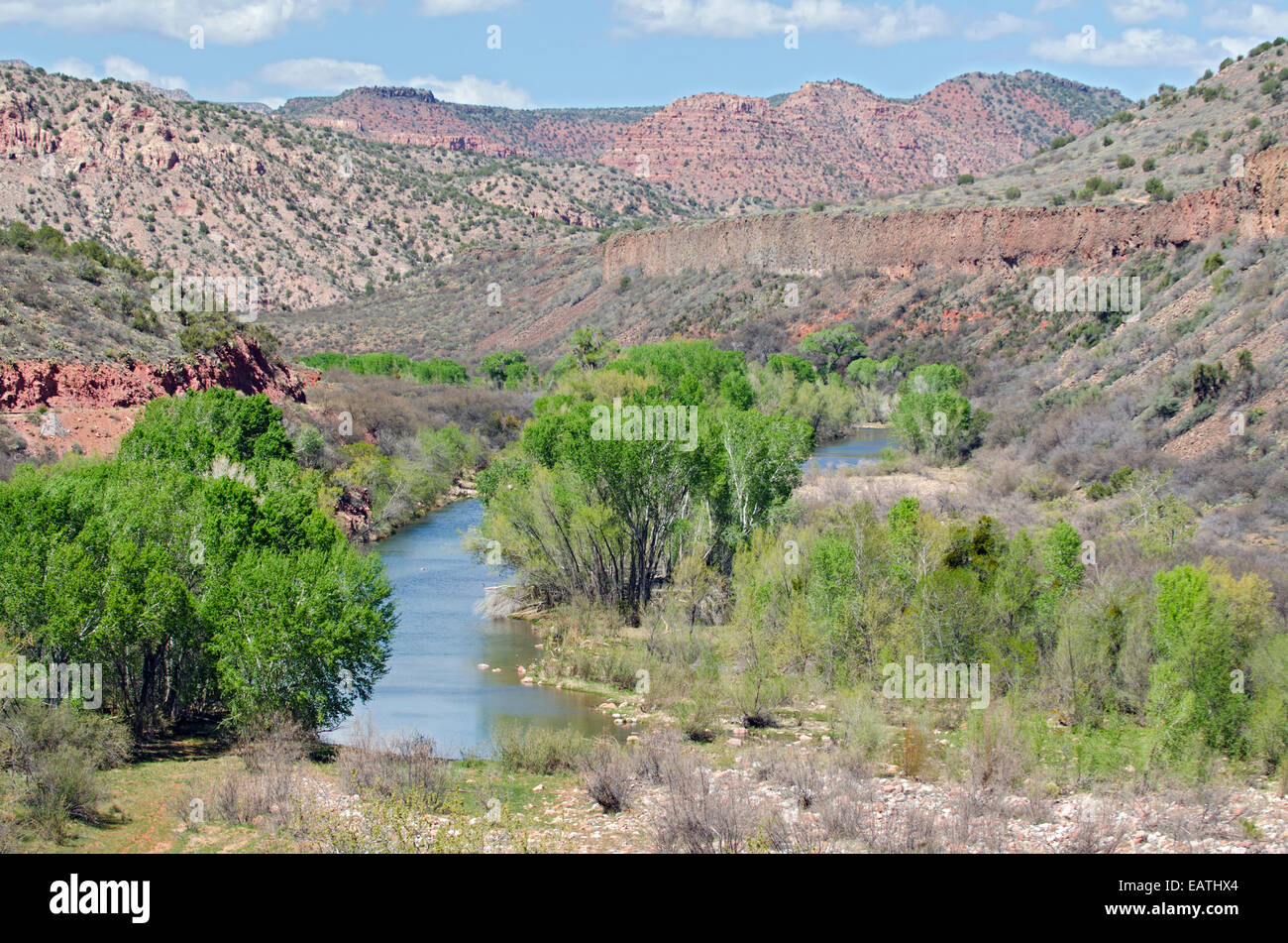 Cottonwood trees growing along the Verde River near Perkinsville. Stock Photo