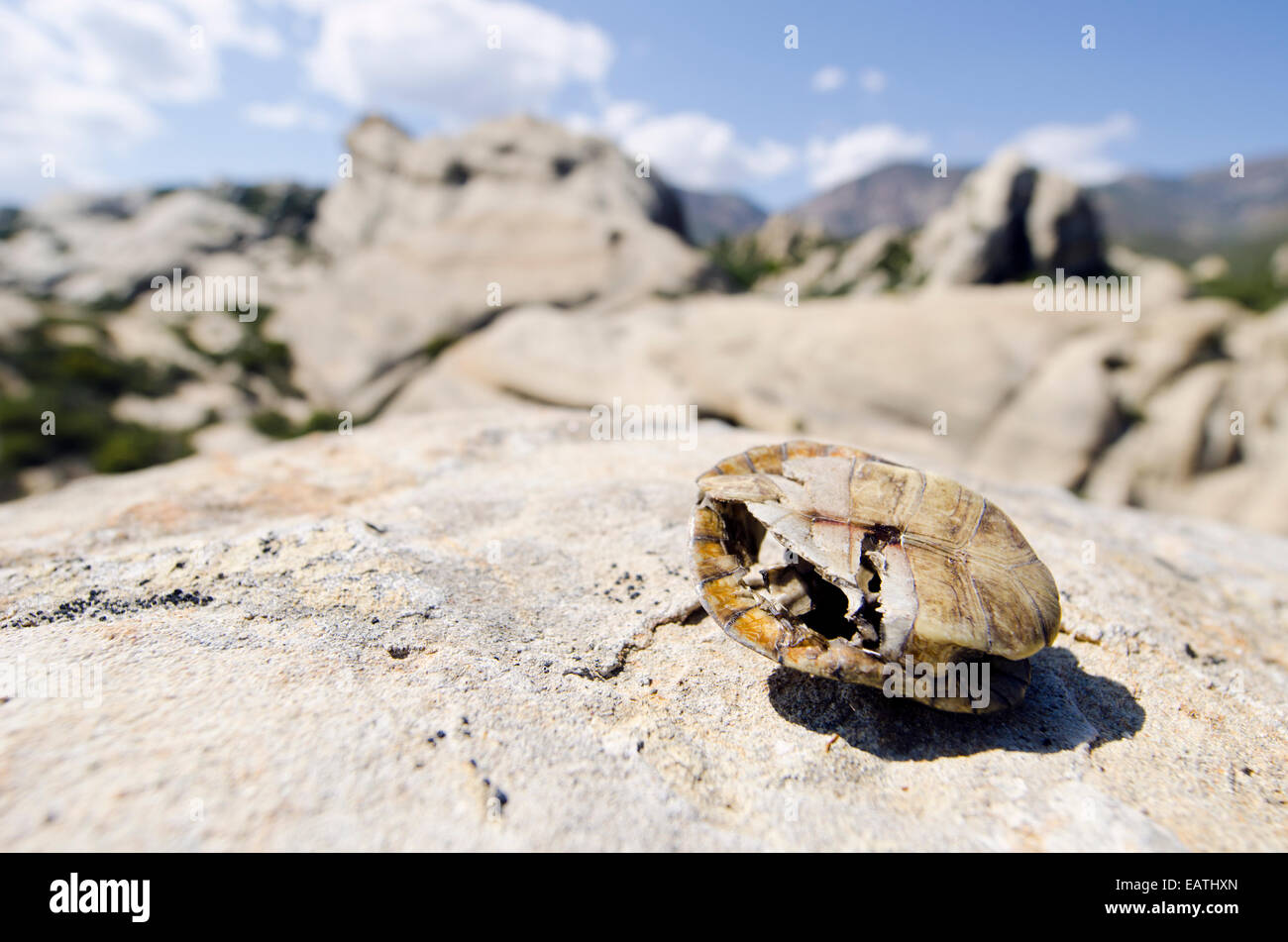 A threatened Western Pond Turtle shell, Actinemys marmorata, eaten by an aerial predator. Stock Photo
