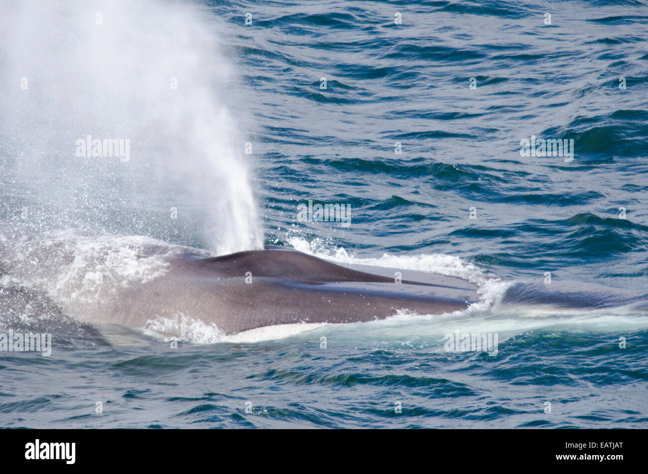 Spout of an endangered fin whale, Balaenoptera physalus feeding. Stock Photo
