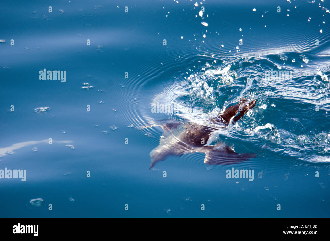 A Common Murre, Uria aalge, diving at the edge of the sea ice. Stock Photo