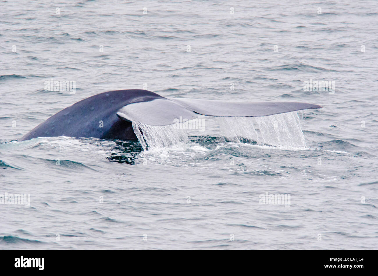 An endangered blue whale, Balaenoptera musculus powerful fluke diving. Stock Photo