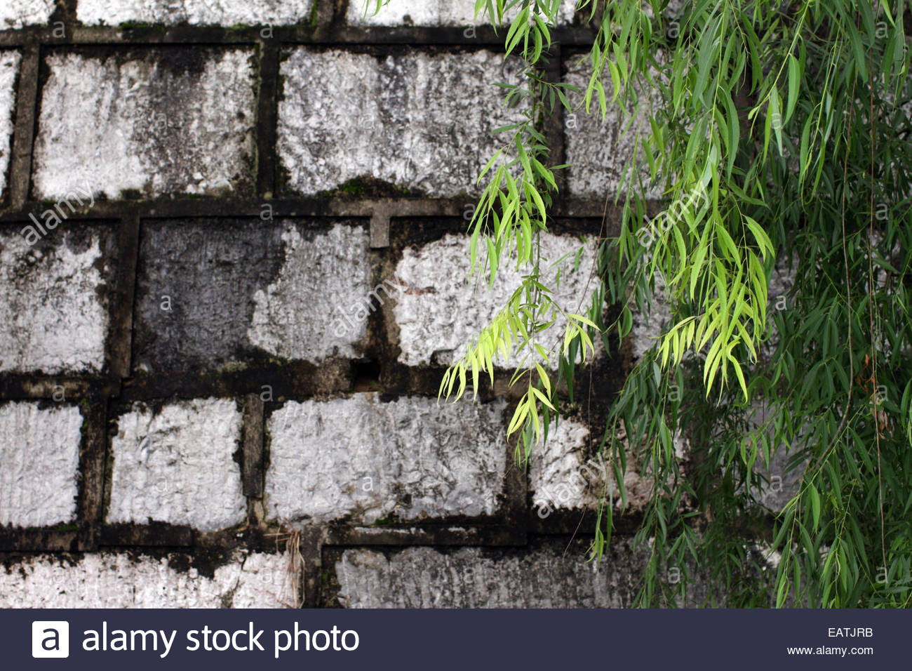 Bright Green Leaves Drape Over A Brick Wall Stock Photo 75529647