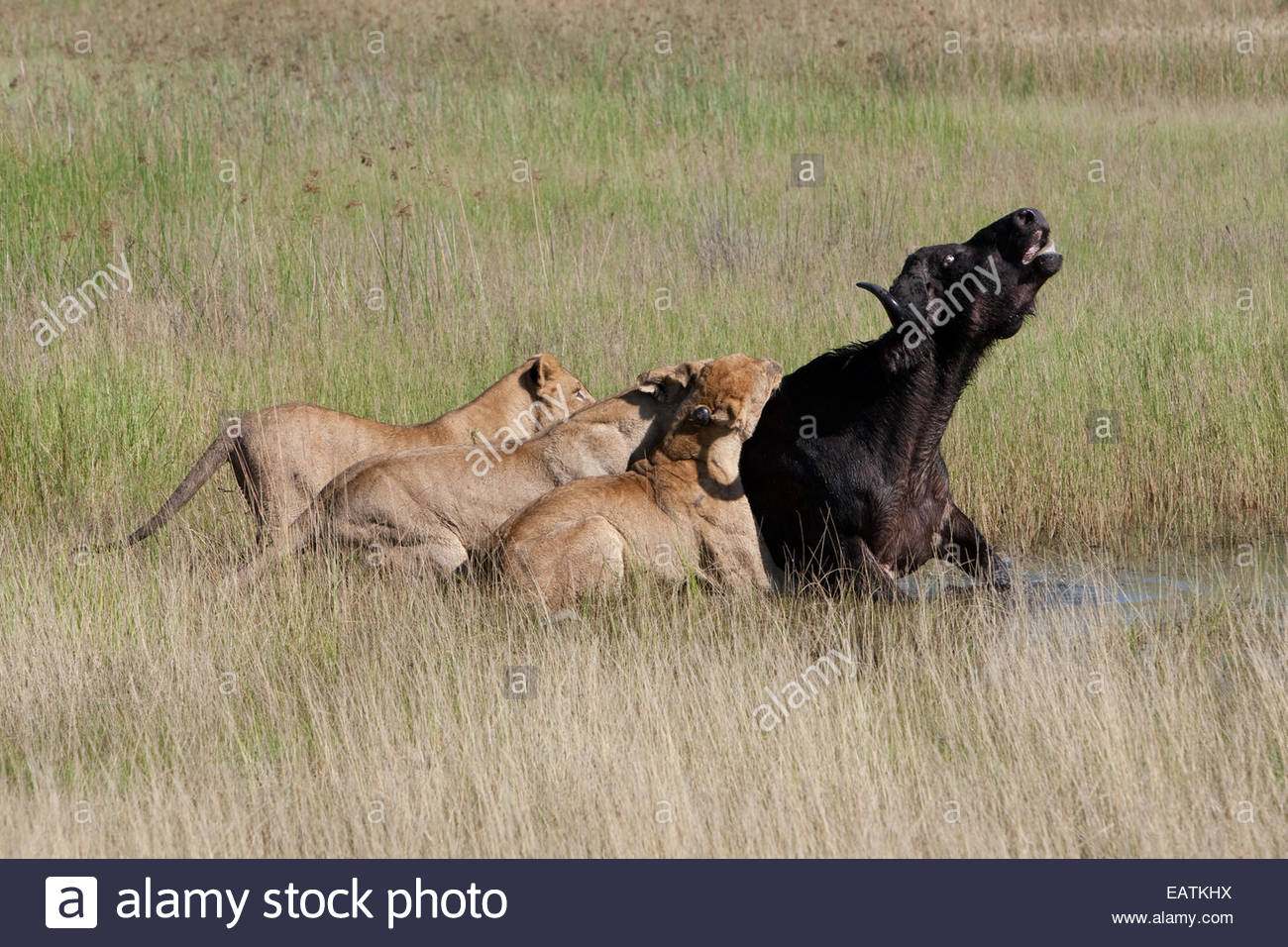 Three female South African lions bring down and kill a Cape buffalo Stock  Photo - Alamy