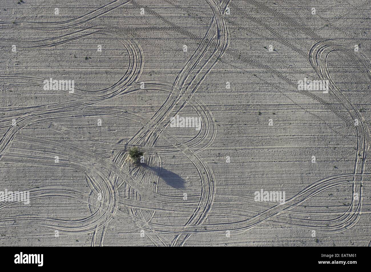 A solitary tree in a dry field marked with vehicle tracks Stock Photo ...