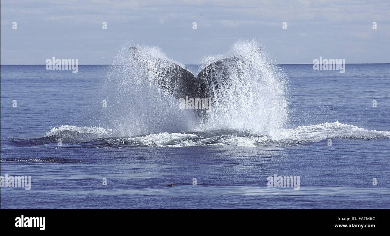 Fluke High Resolution Stock Photography and Images - Alamy