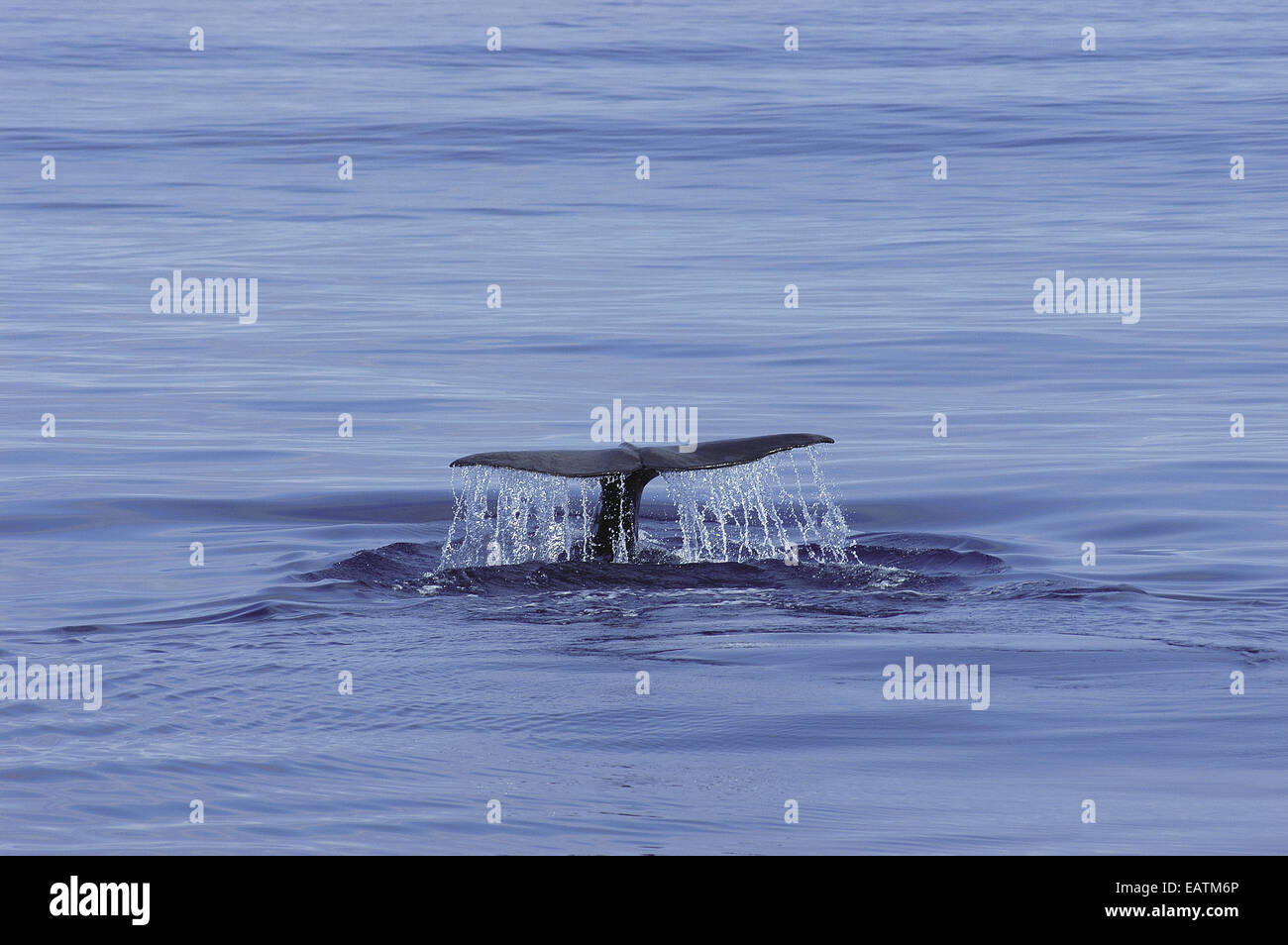 Fluke High Resolution Stock Photography and Images - Alamy