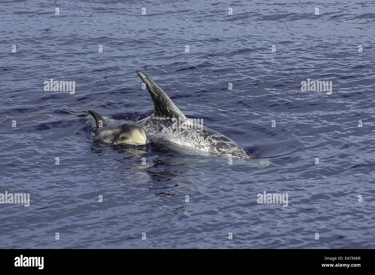 Mother and calf Risso's dolphins, Grampus griseus, surface to breathe. Stock Photo