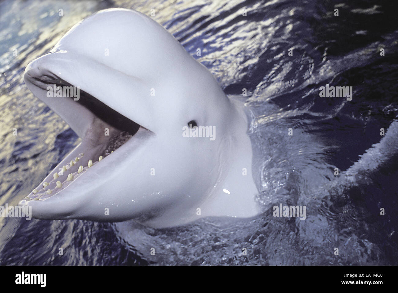 Portrait of a Beluga whale, Delphinapterus leucas. Stock Photo