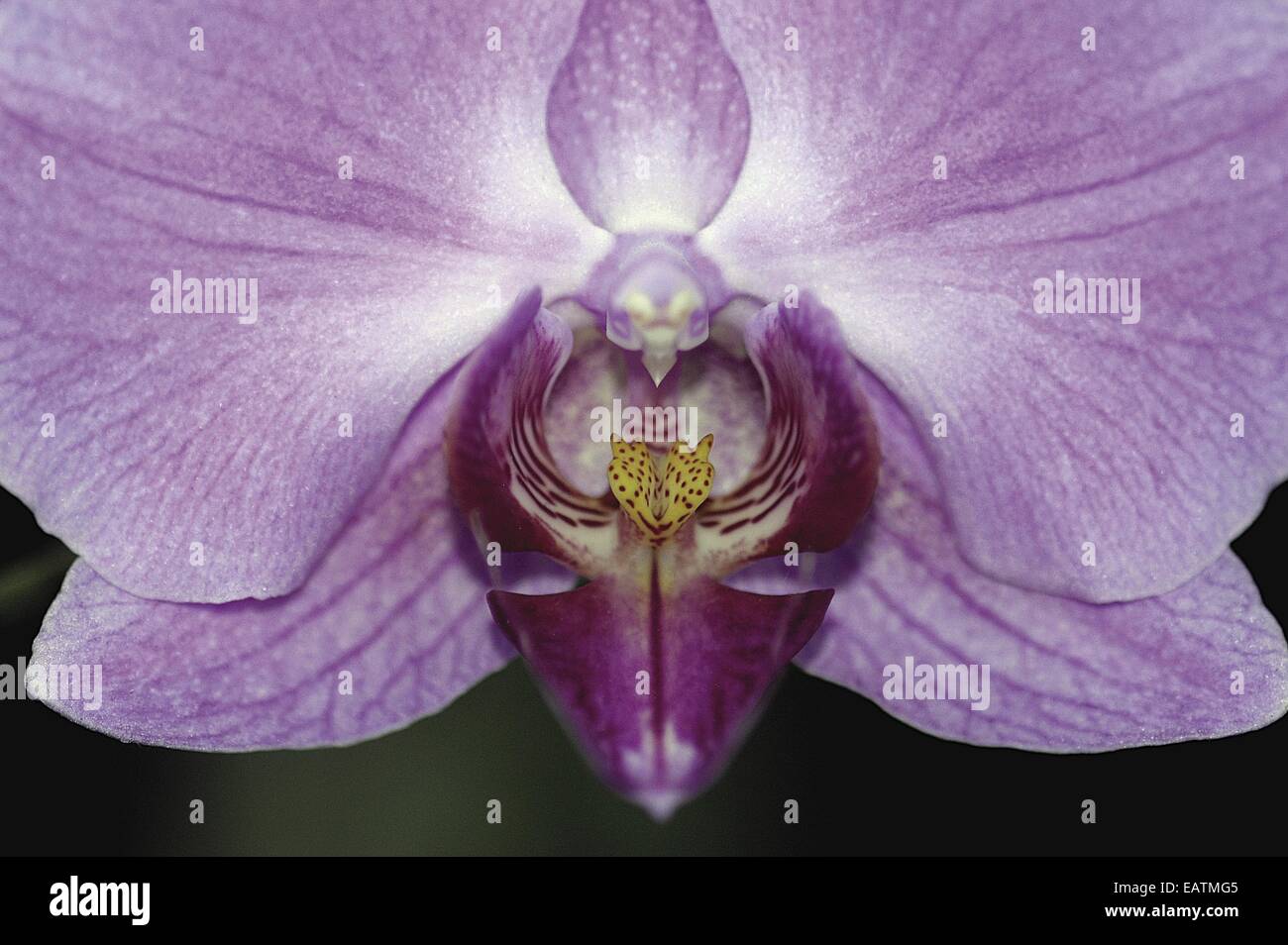 Close up of a purple orchid, Doritaenopsis. Stock Photo