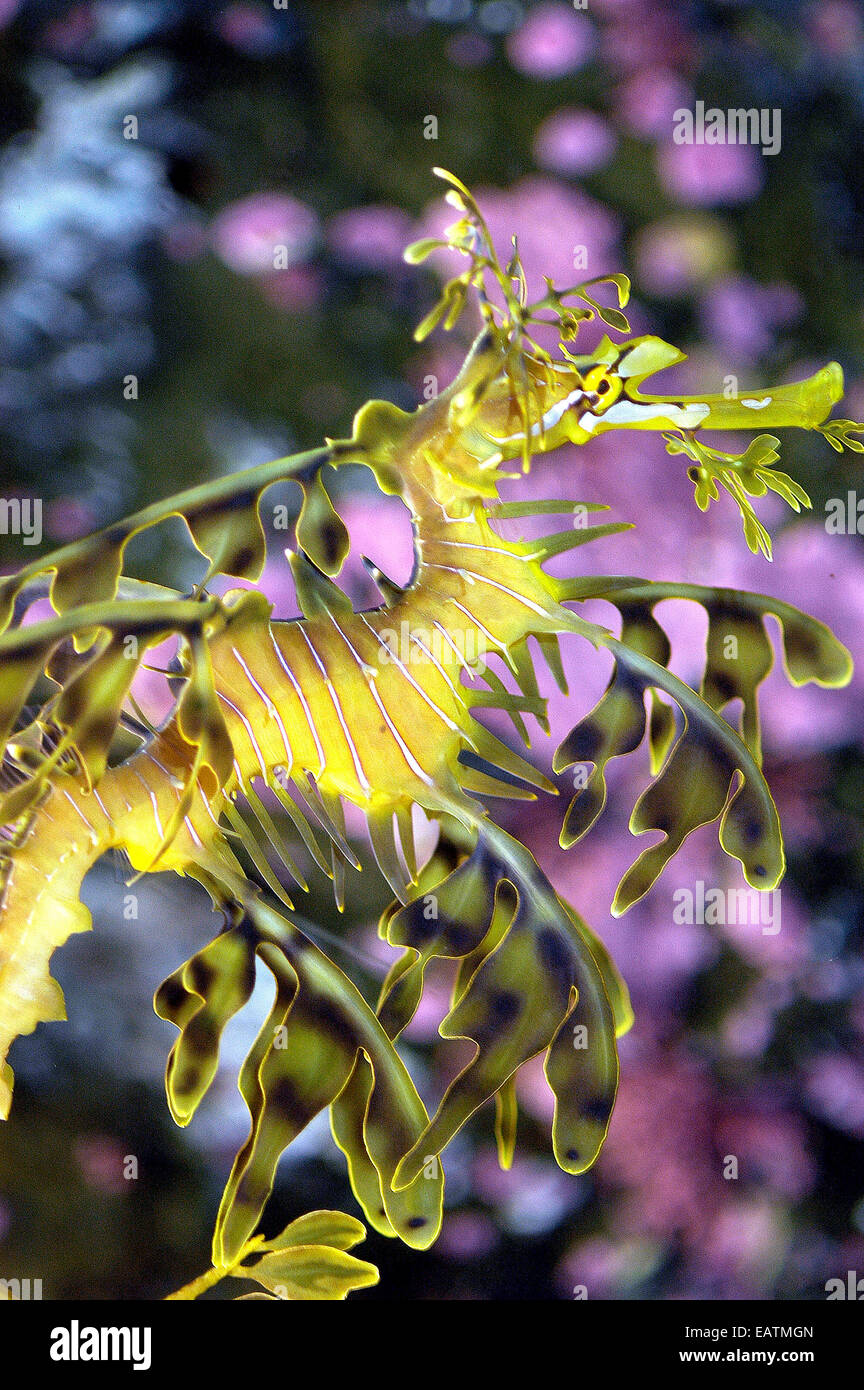 Leafy sea dragon fish, Phycodurus eques. Stock Photo