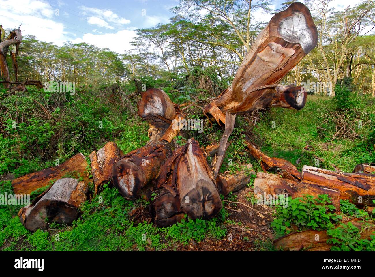 Harvested yellow bark acacia trees, Acacia xanthophloea Stock Photo Alamy