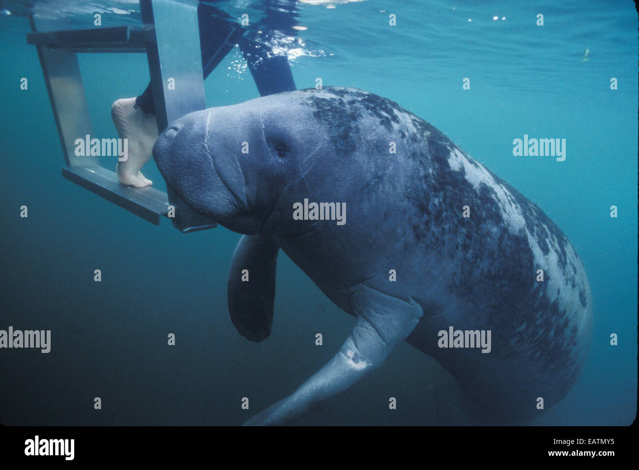 Human Manitee Manatee human hi-res stock photography and images - Alamy