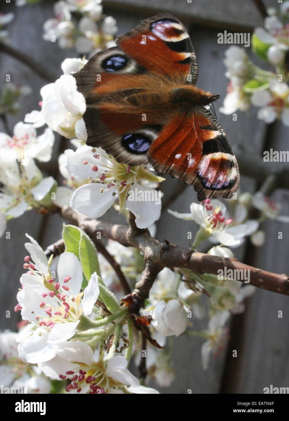 A peacock butterfly Stock Photo - Alamy