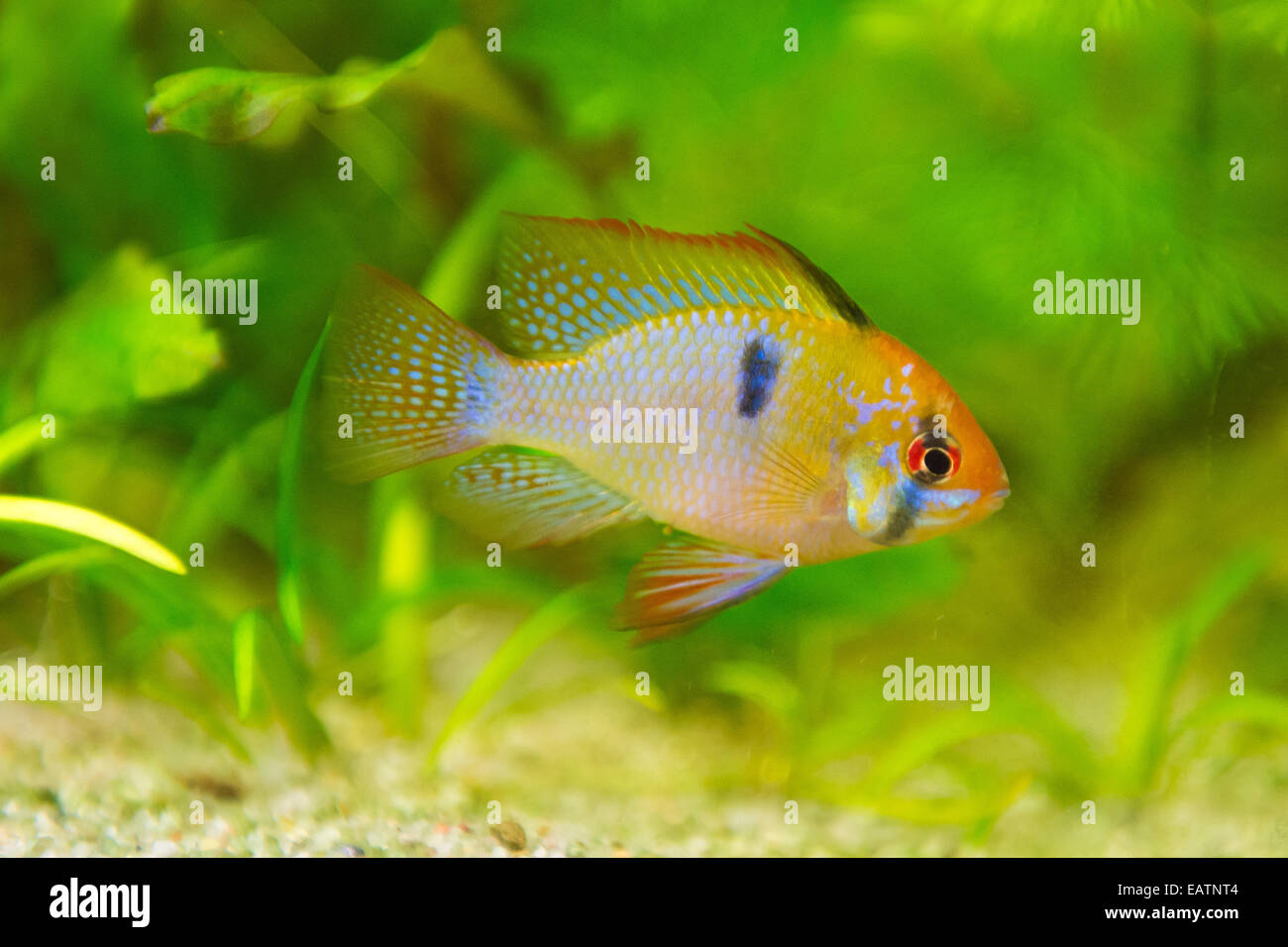 freshwater fish - Mikrogeophagus ramirezi,ram cichlid,male Stock Photo