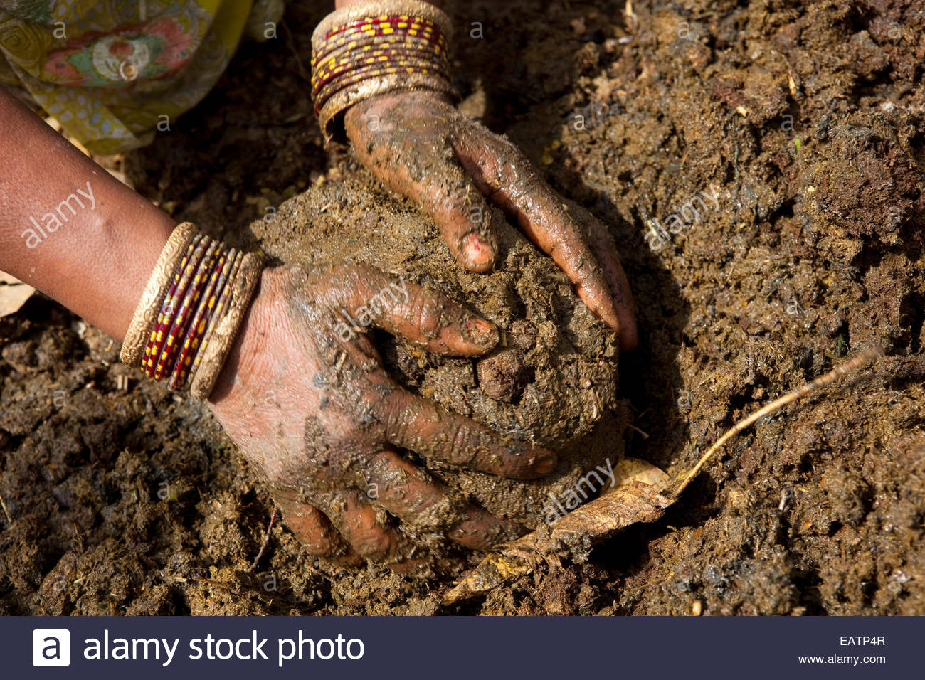 Cow Patties Stock Photos & Cow Patties Stock Images Alamy