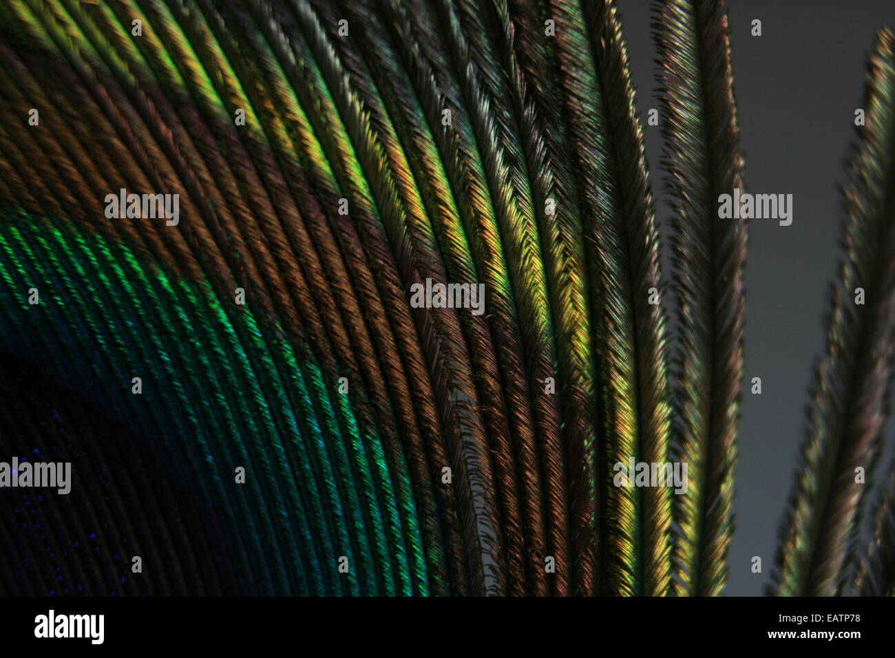 A macro photograph of a peacock feather, showing all its colours. Stock Photo