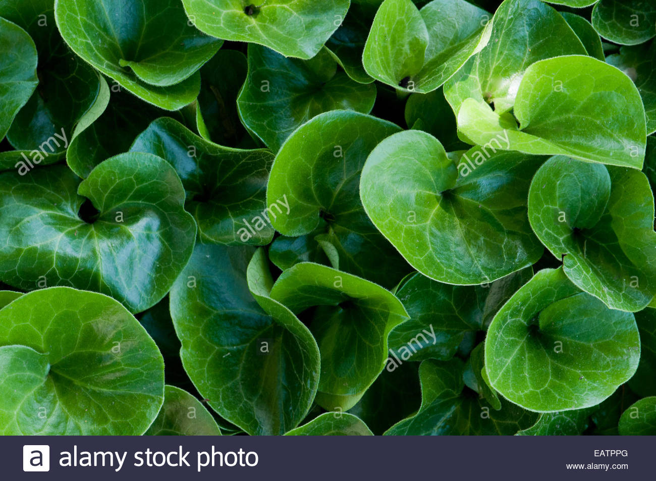 European Wild Ginger Stock Photos & European Wild Ginger Stock Images