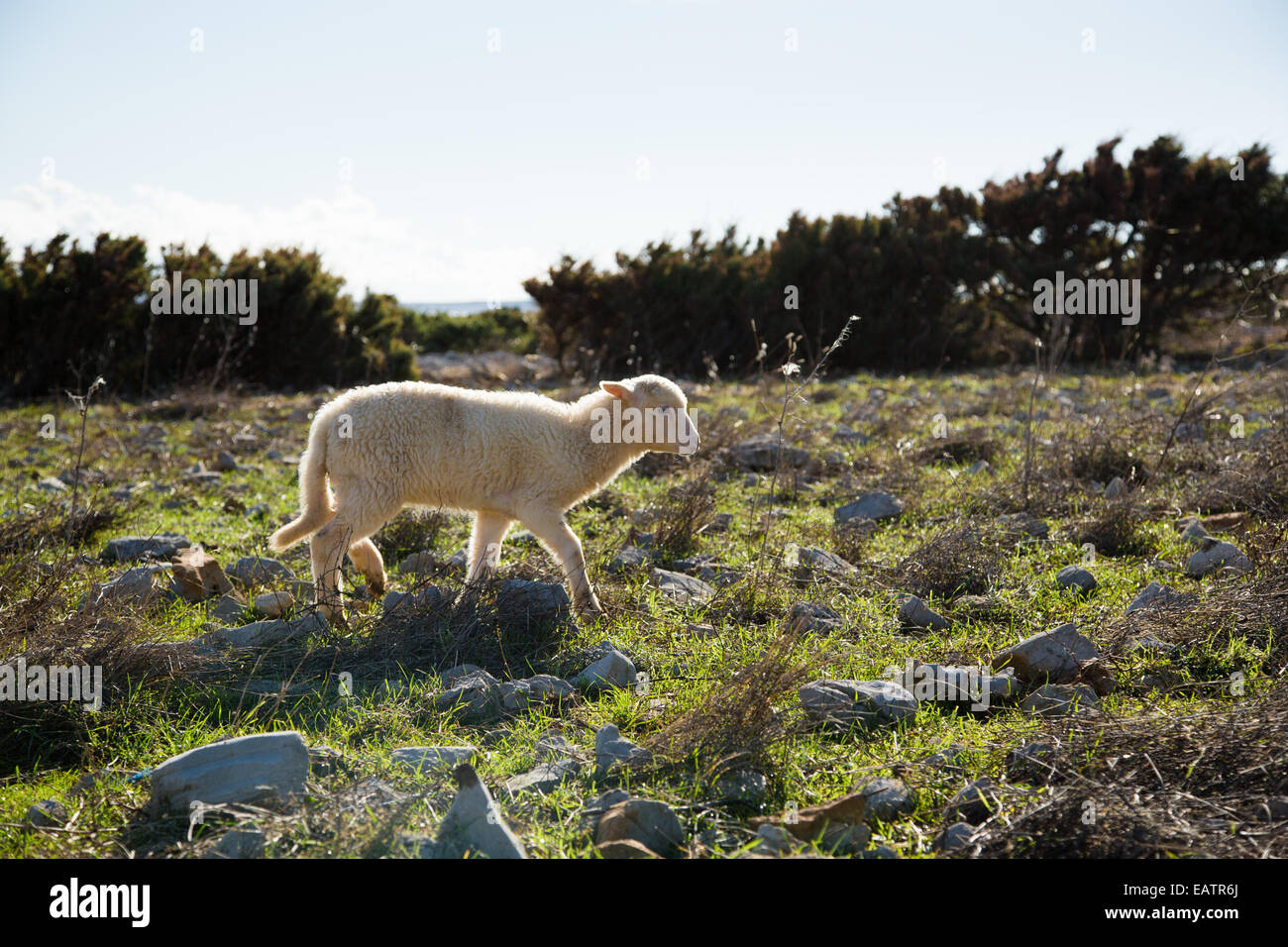 Lamb on island Pag in Croatia Stock Photo