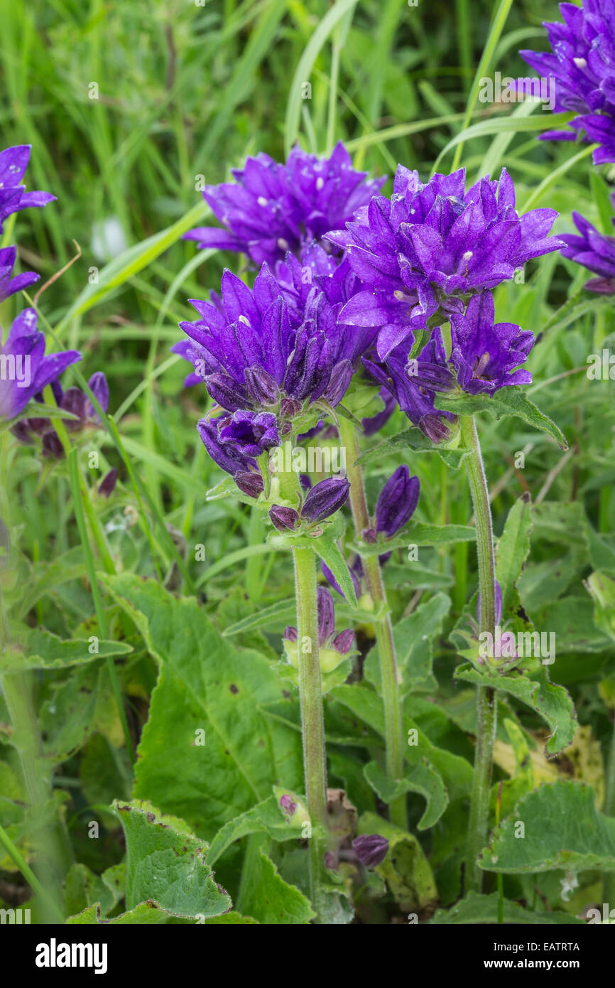 Clustered Bellflower (Campanula glomerata) at St Cyrus in Scotland. Stock Photo